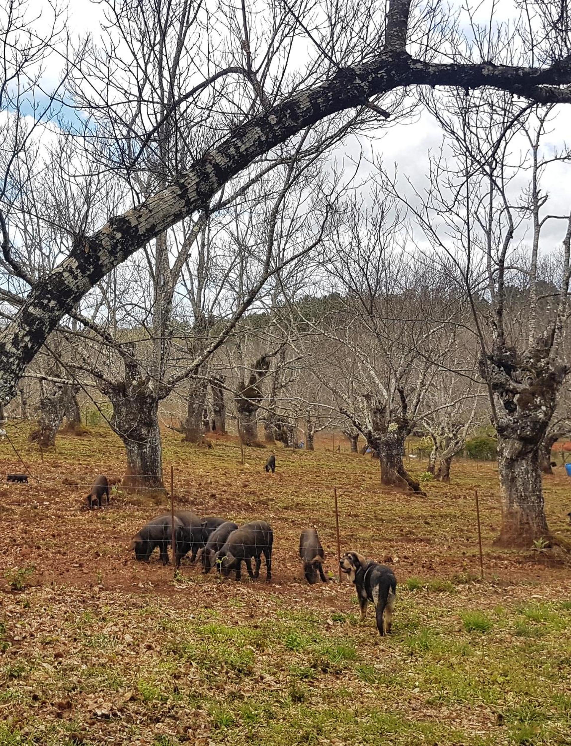 Finca la Viriñuela
