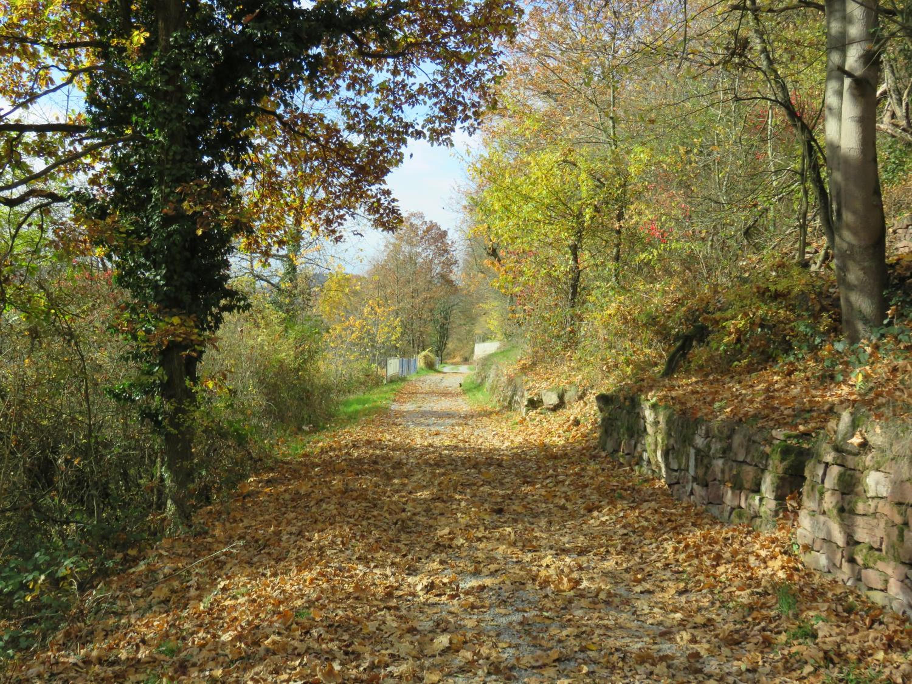 Photo 44
