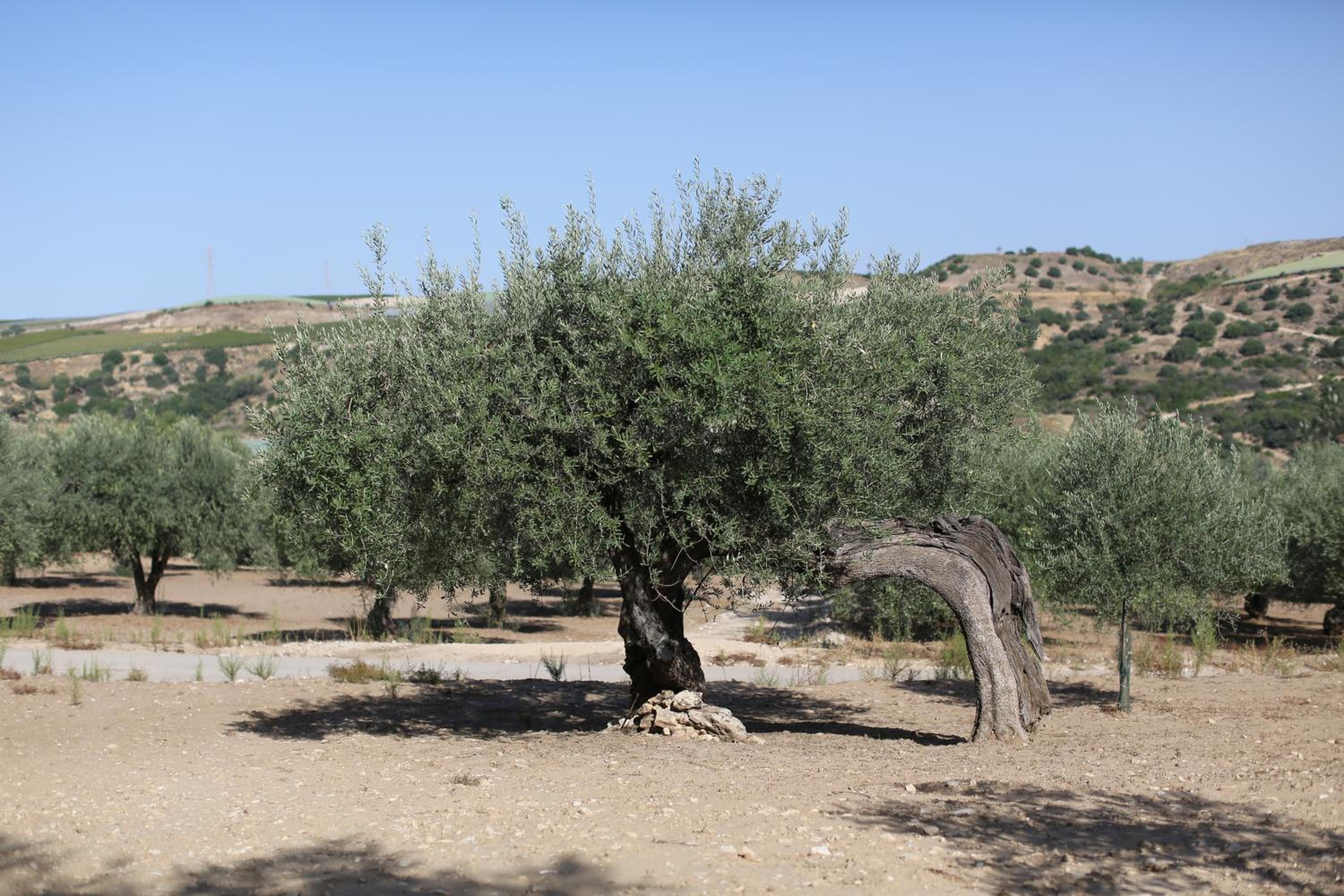 Photo 27
