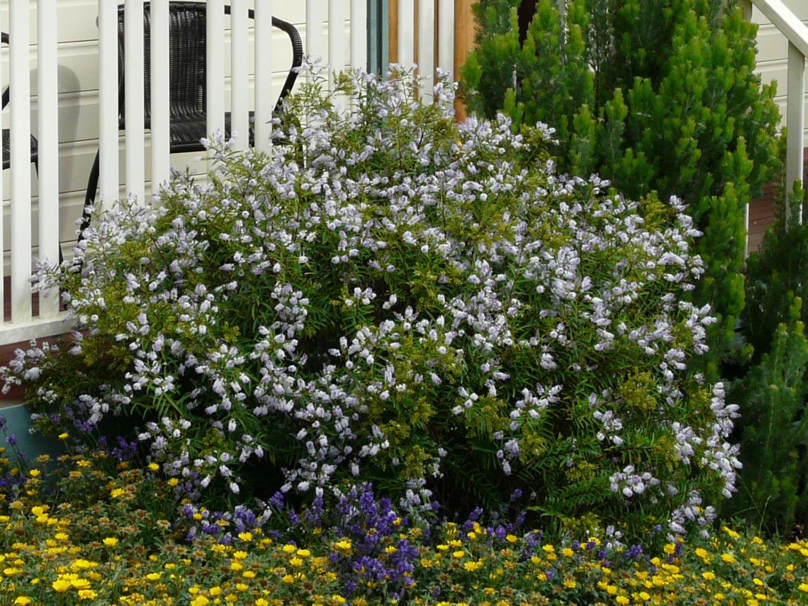 Avoca Cottages VICTORIA