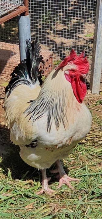 Kaizer Agrotourism - Property Image 49