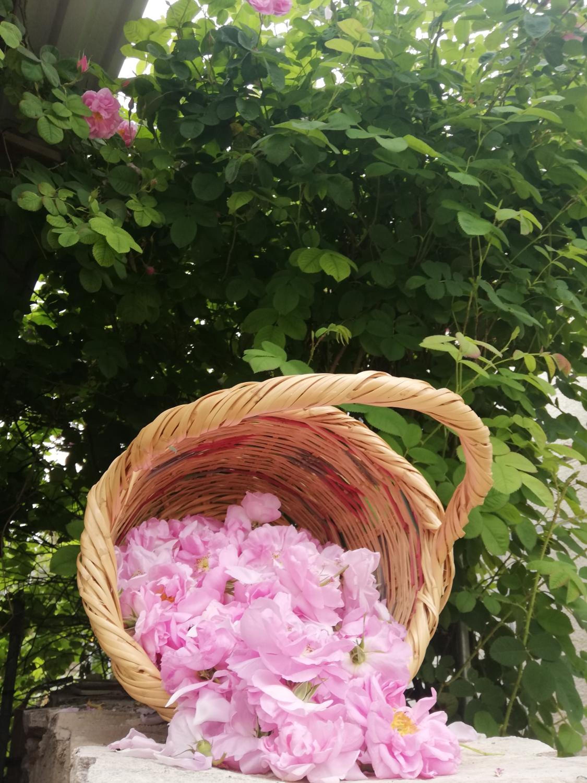 Kaizer Agrotourism - Property Image 17