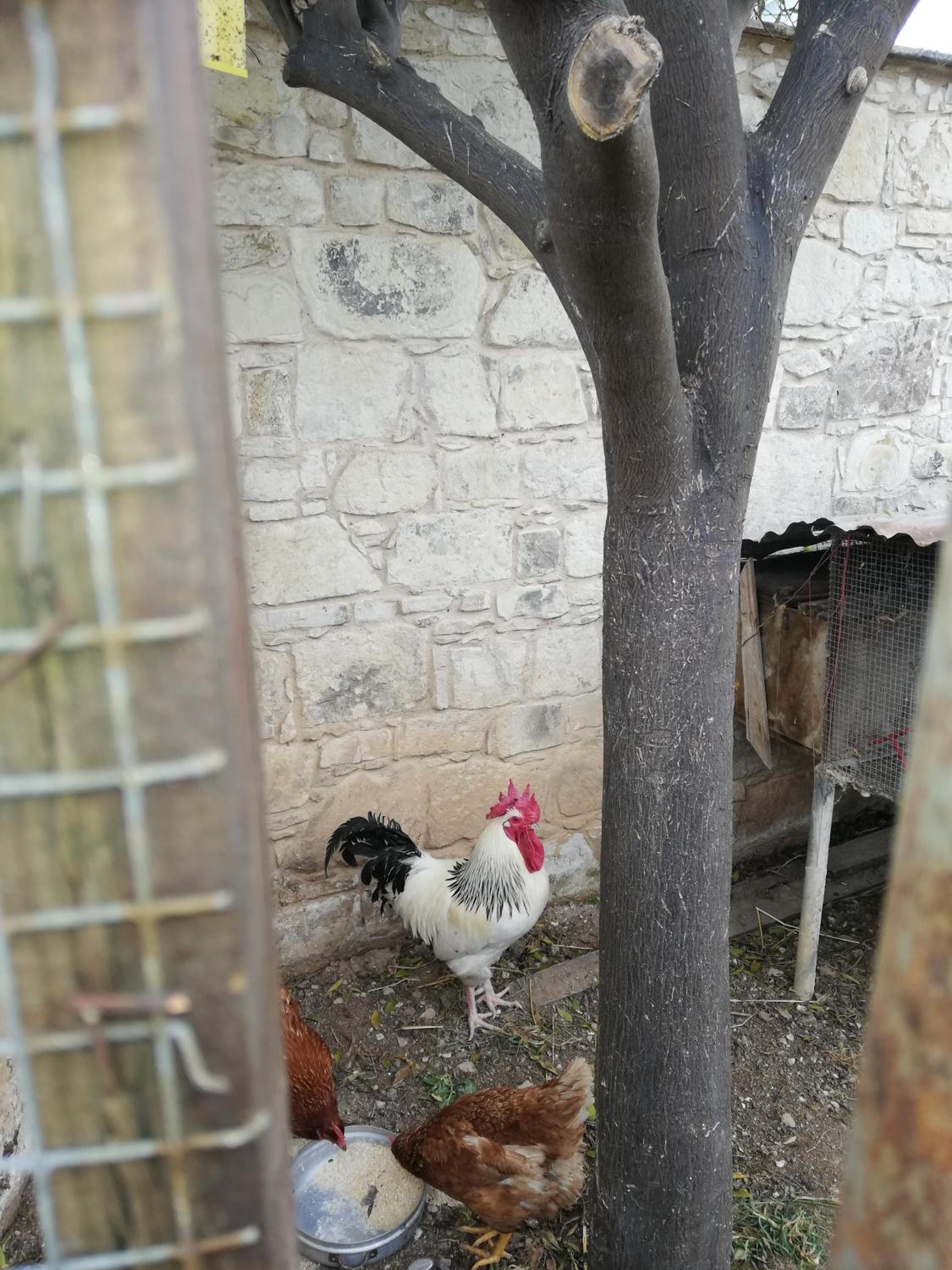 Kaizer Agrotourism - Property Image 48