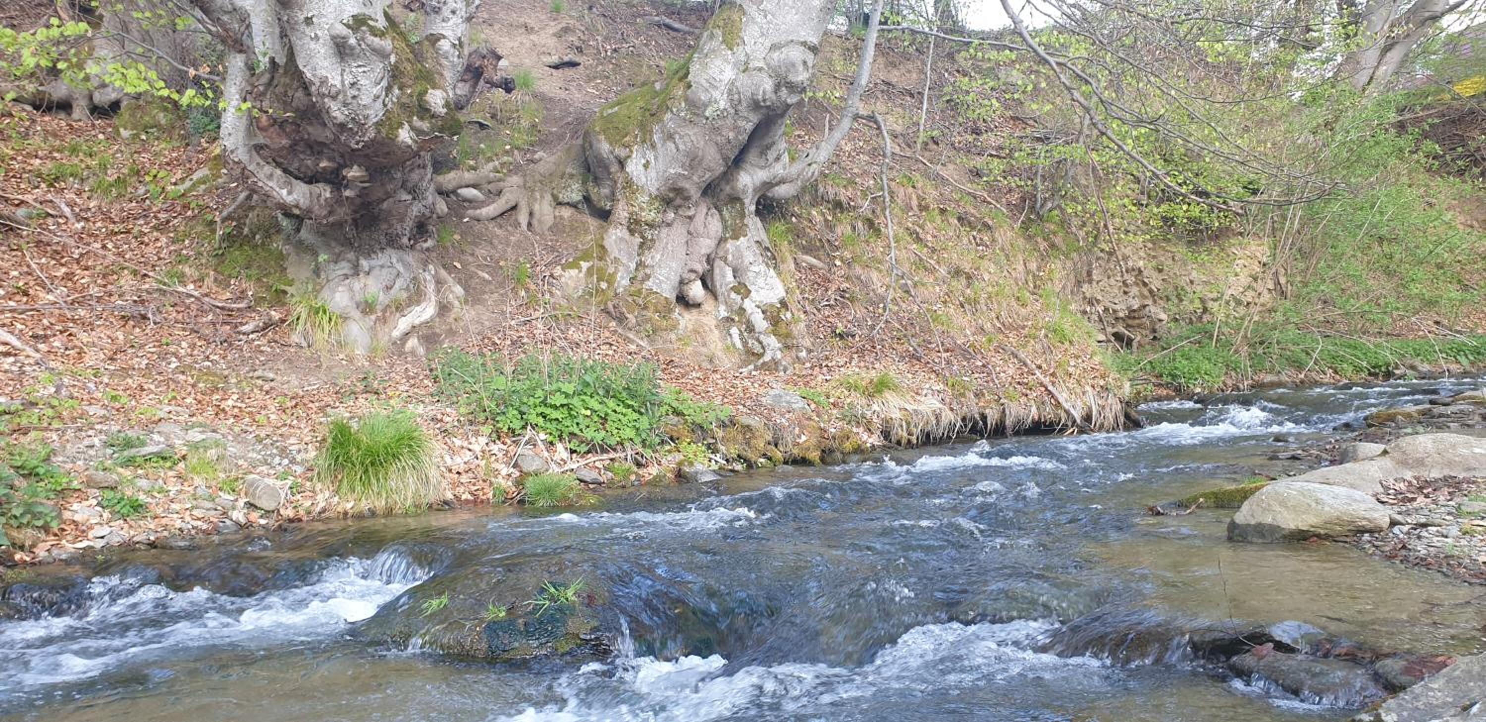 Pensiunea Elena view 5