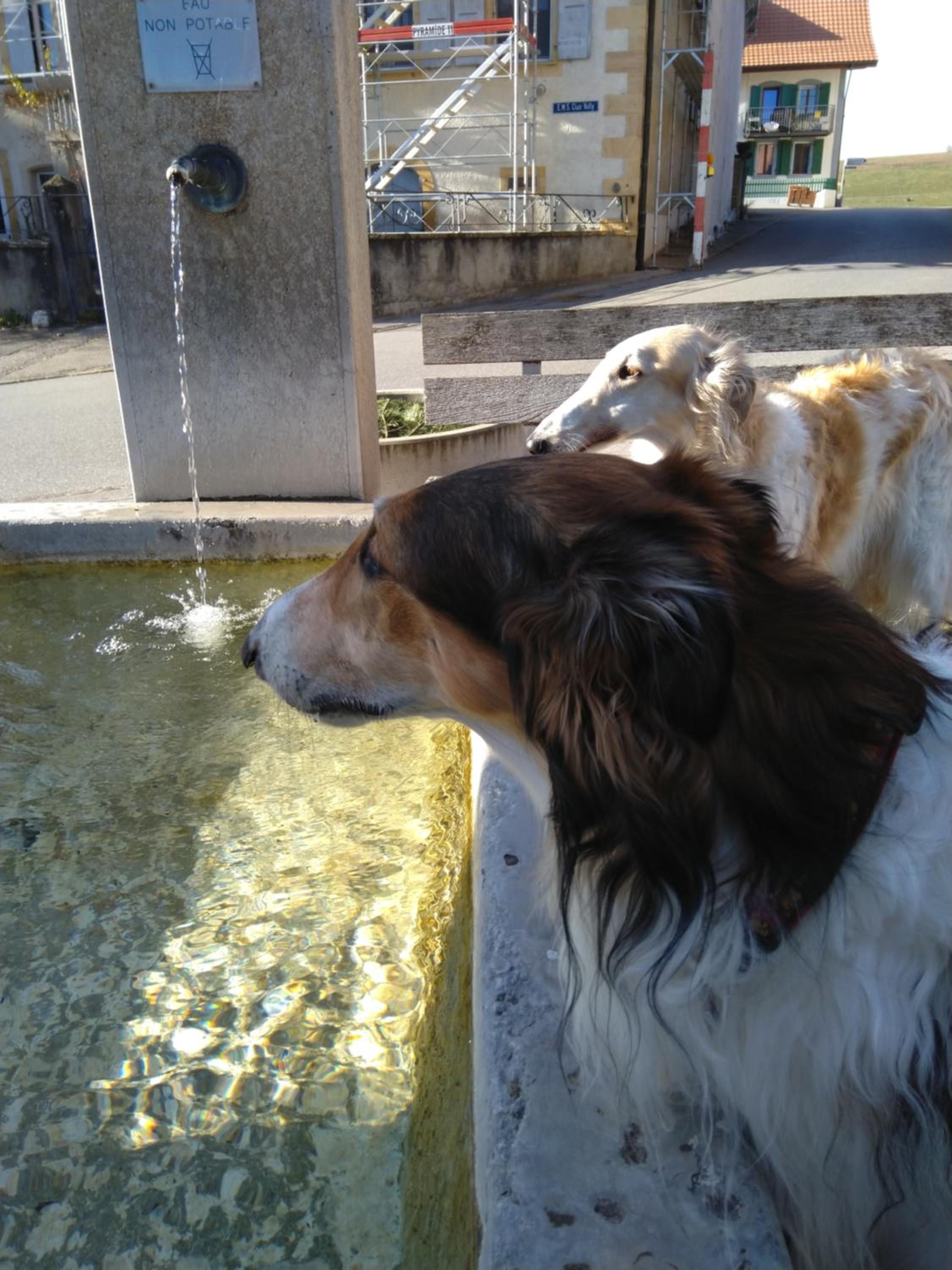 Swiss Borzoi House