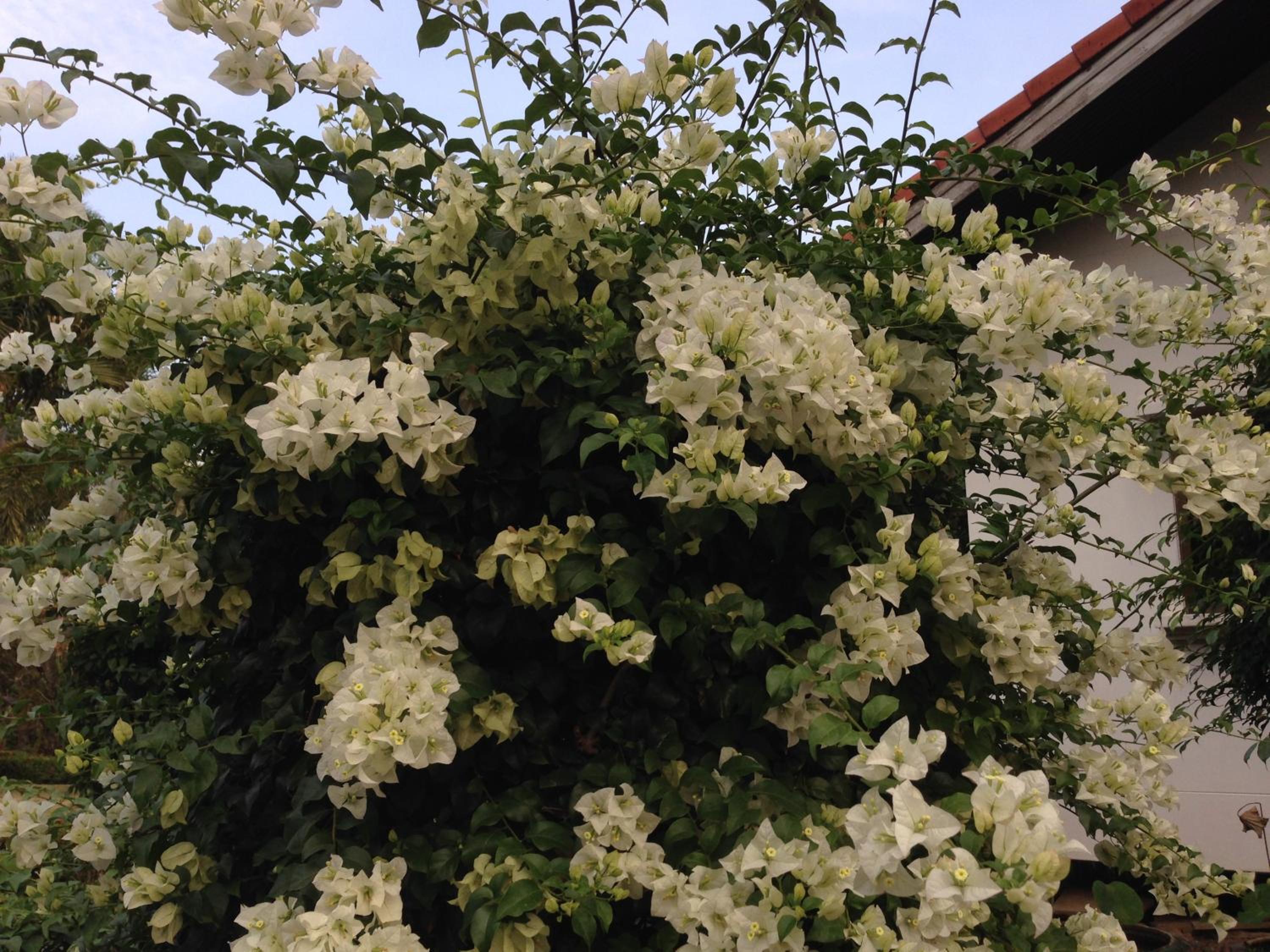 Photo 31