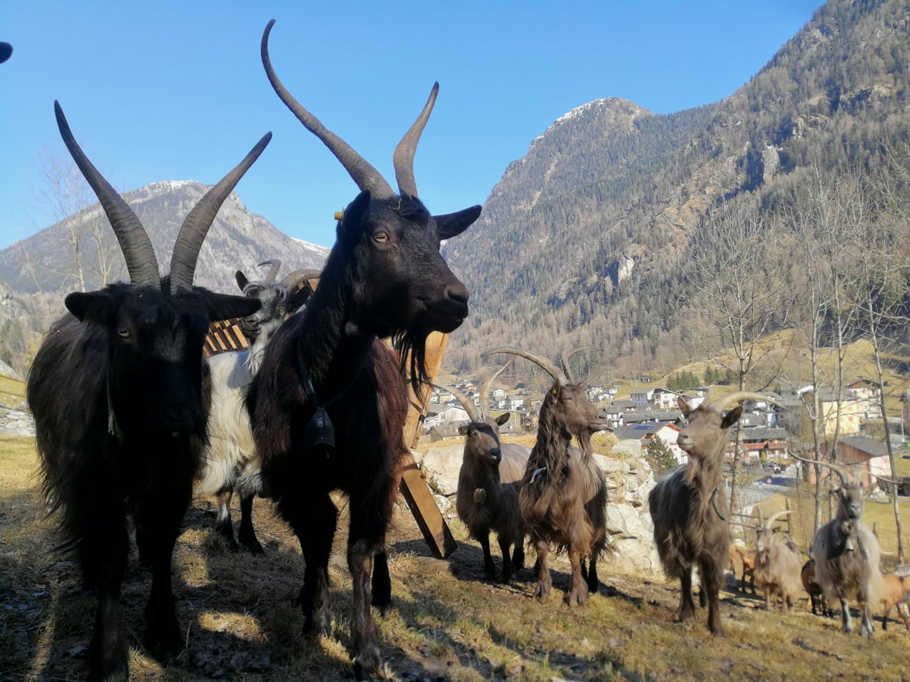 Agriturismo Alle Baite