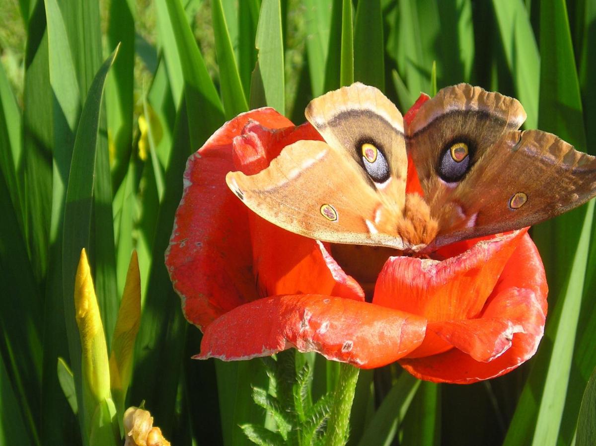 other