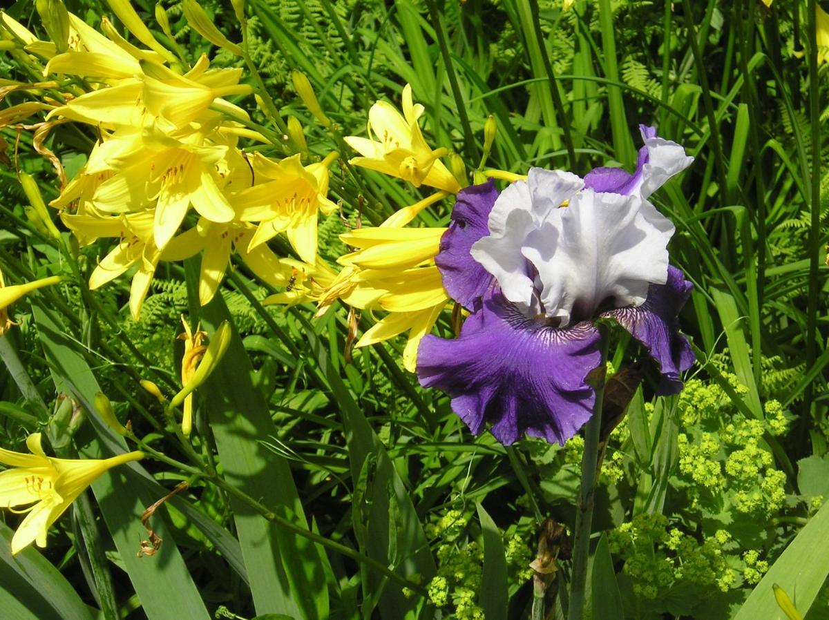 garden
