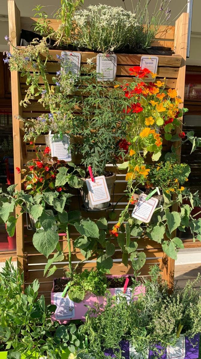 garden