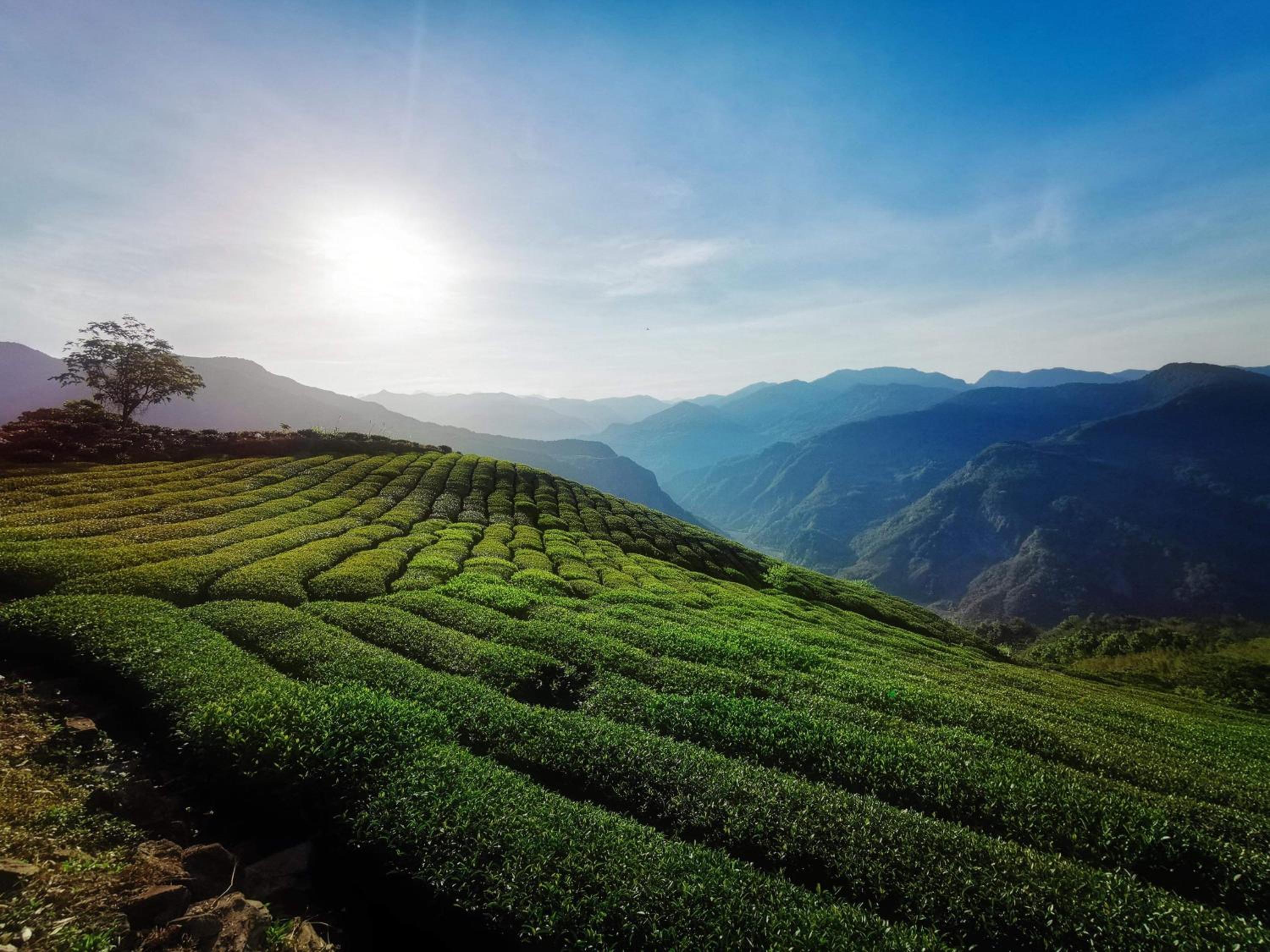 Alishan Tea Homestay
