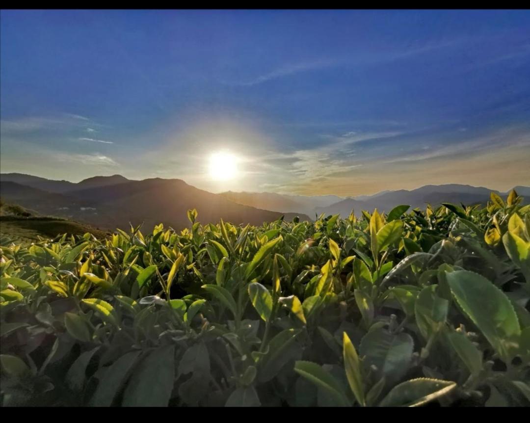 Alishan Tea Homestay