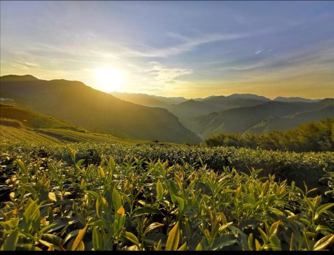 Alishan Tea Homestay