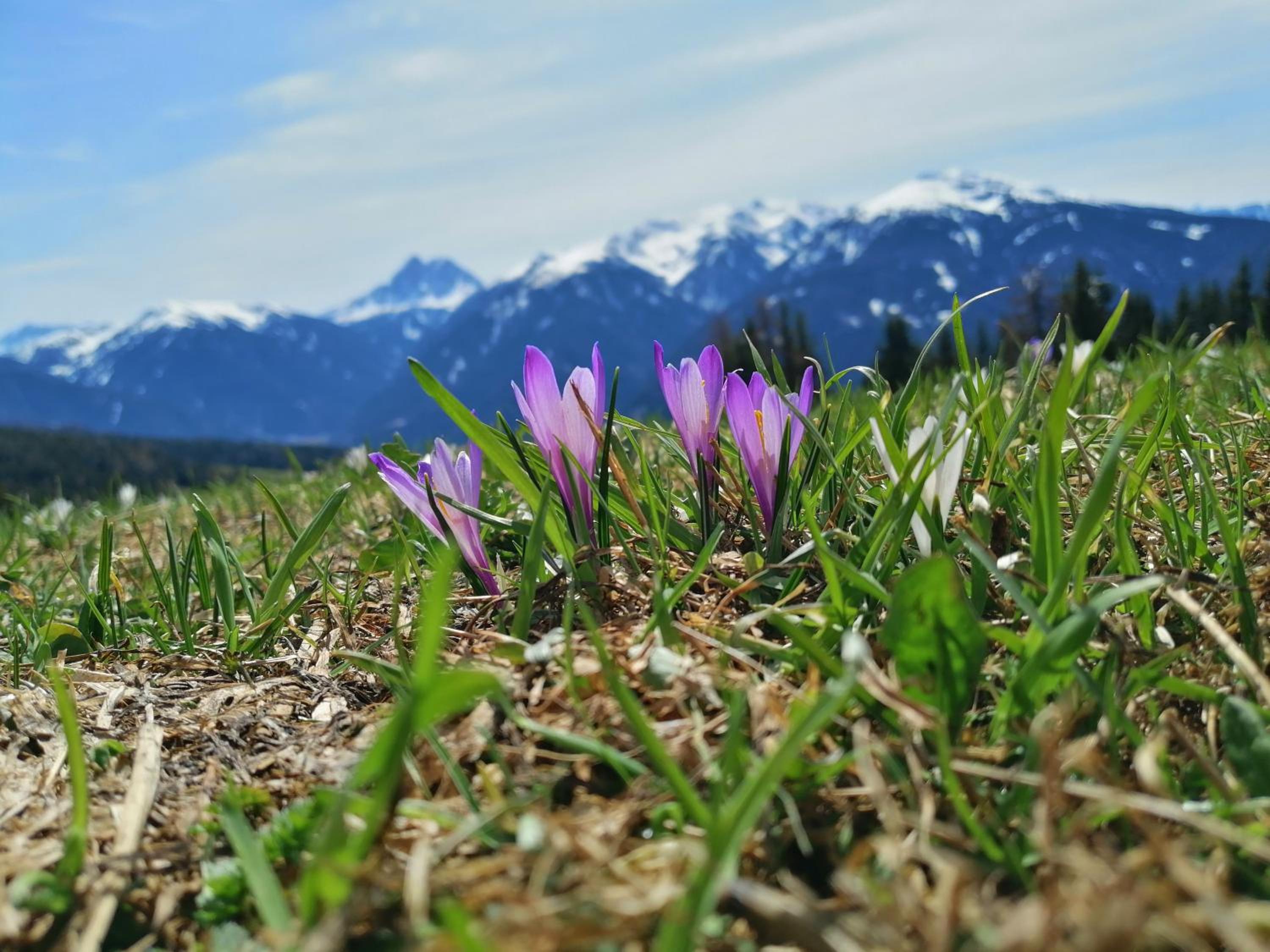 Oberhauser Hütte Rodenecker - Lüsner Alm photo 4