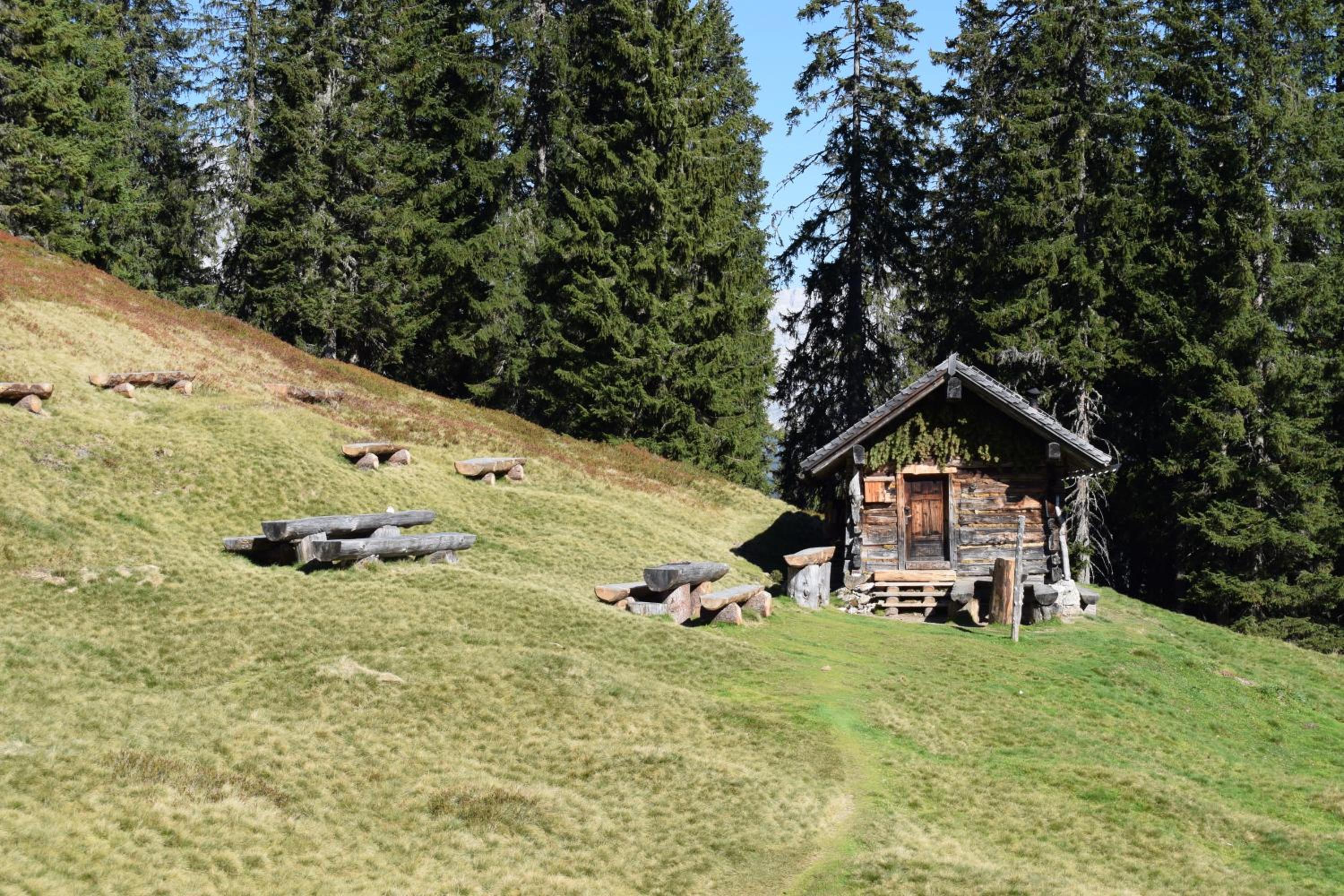 Fesengut