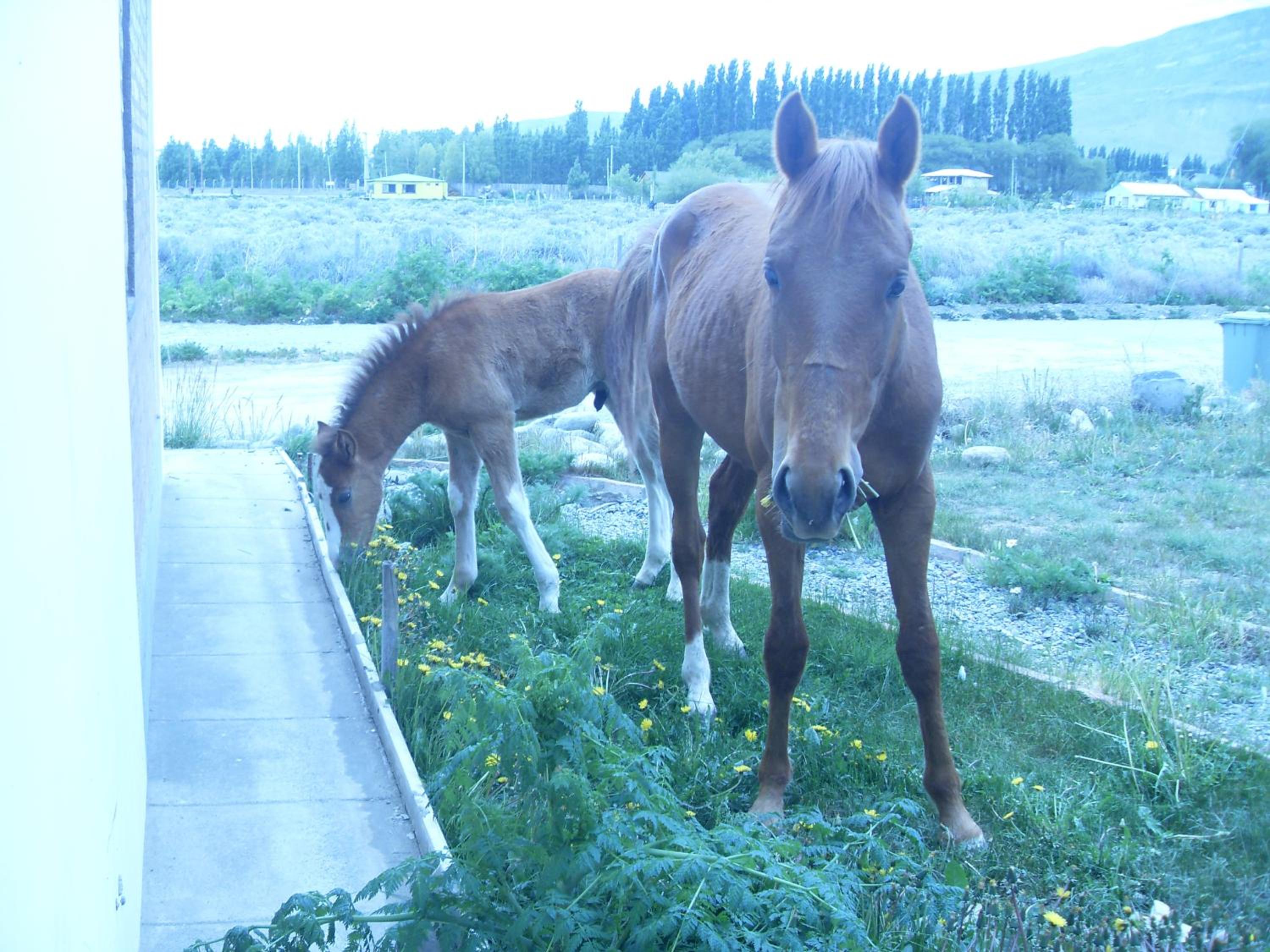 Hostel Aves del Lago