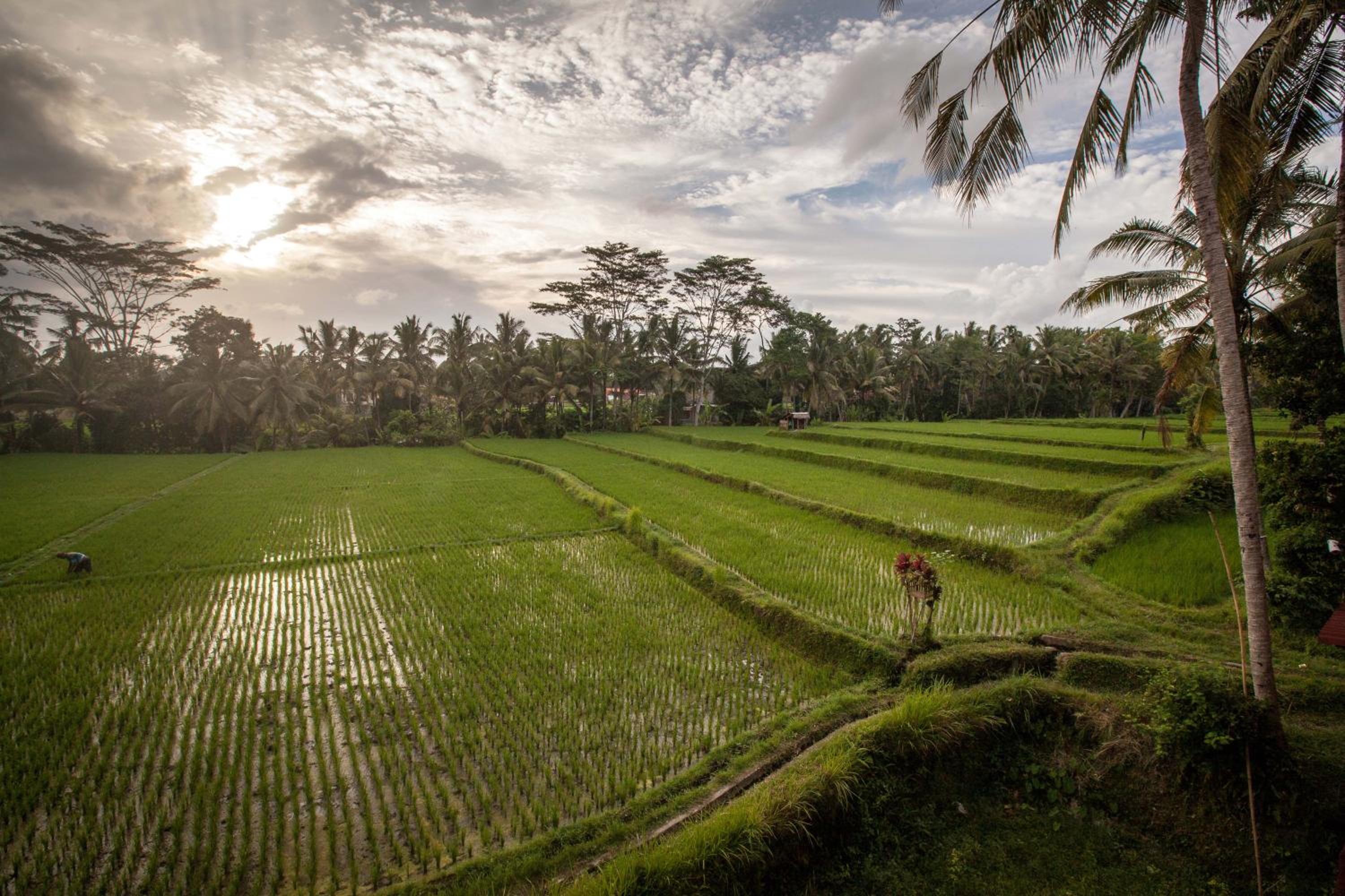 Junjungan Ubud Hotel and Spa