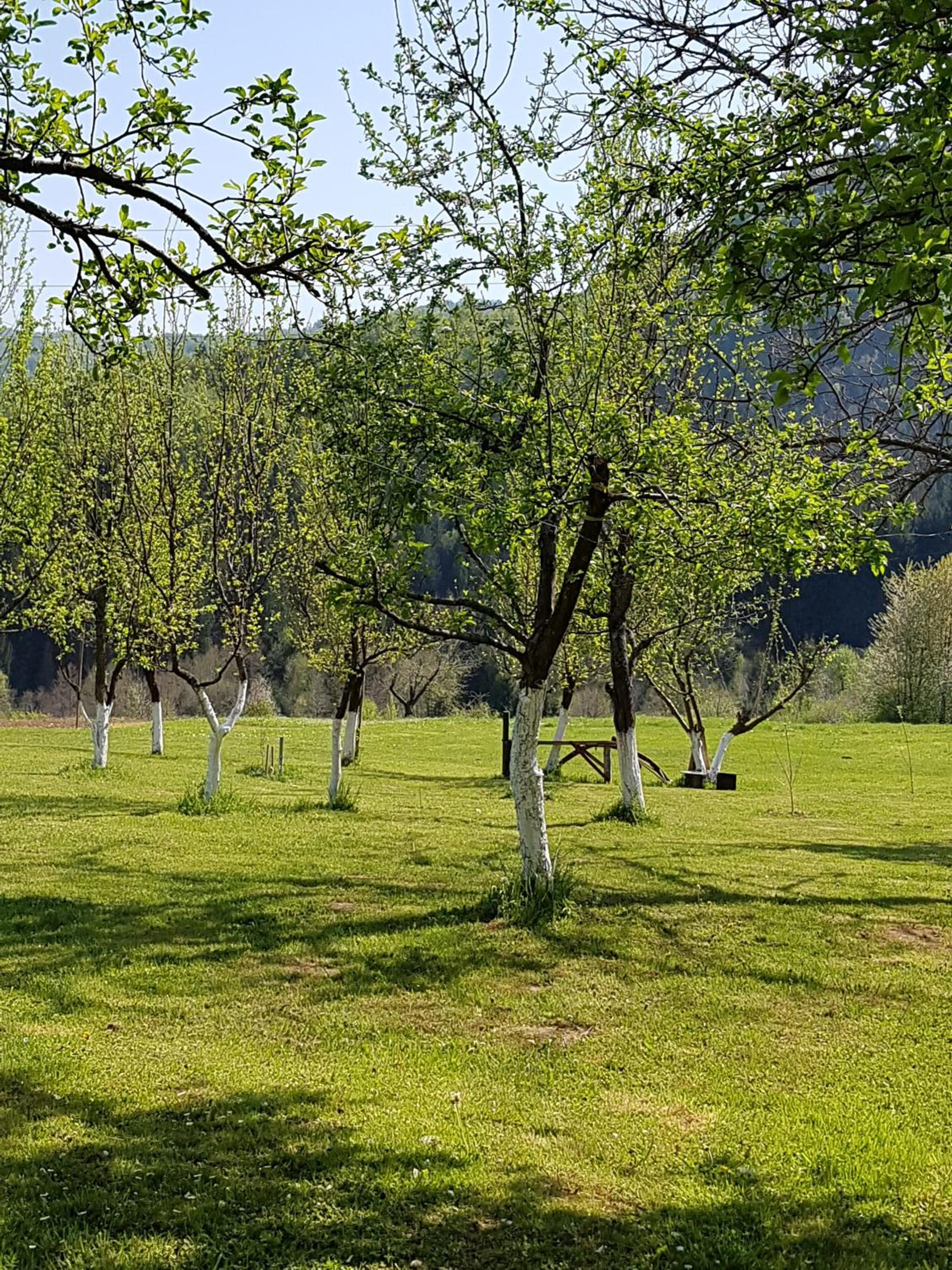 Photo 44