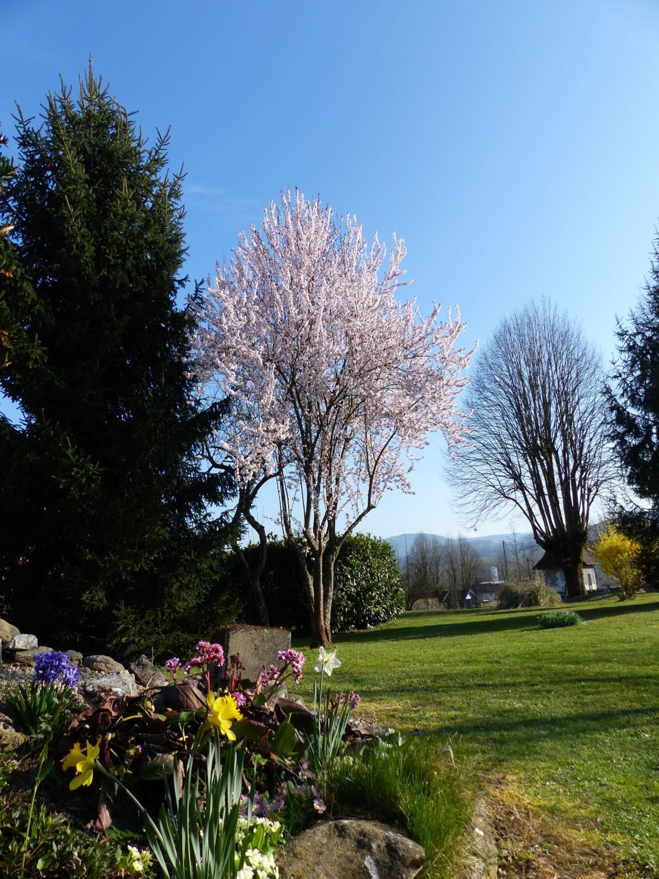 garden