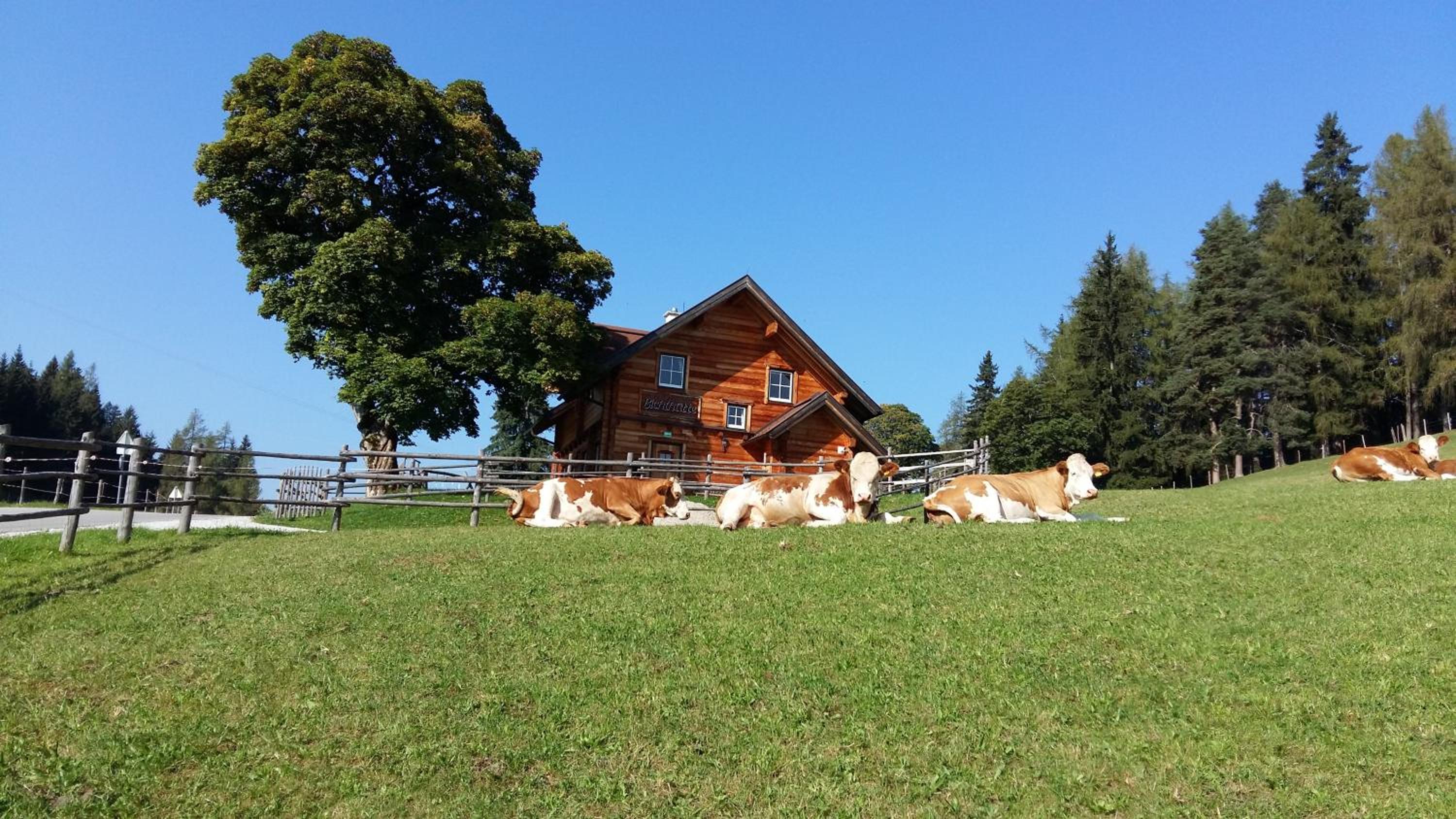 Ferienhaus Bichlhütte