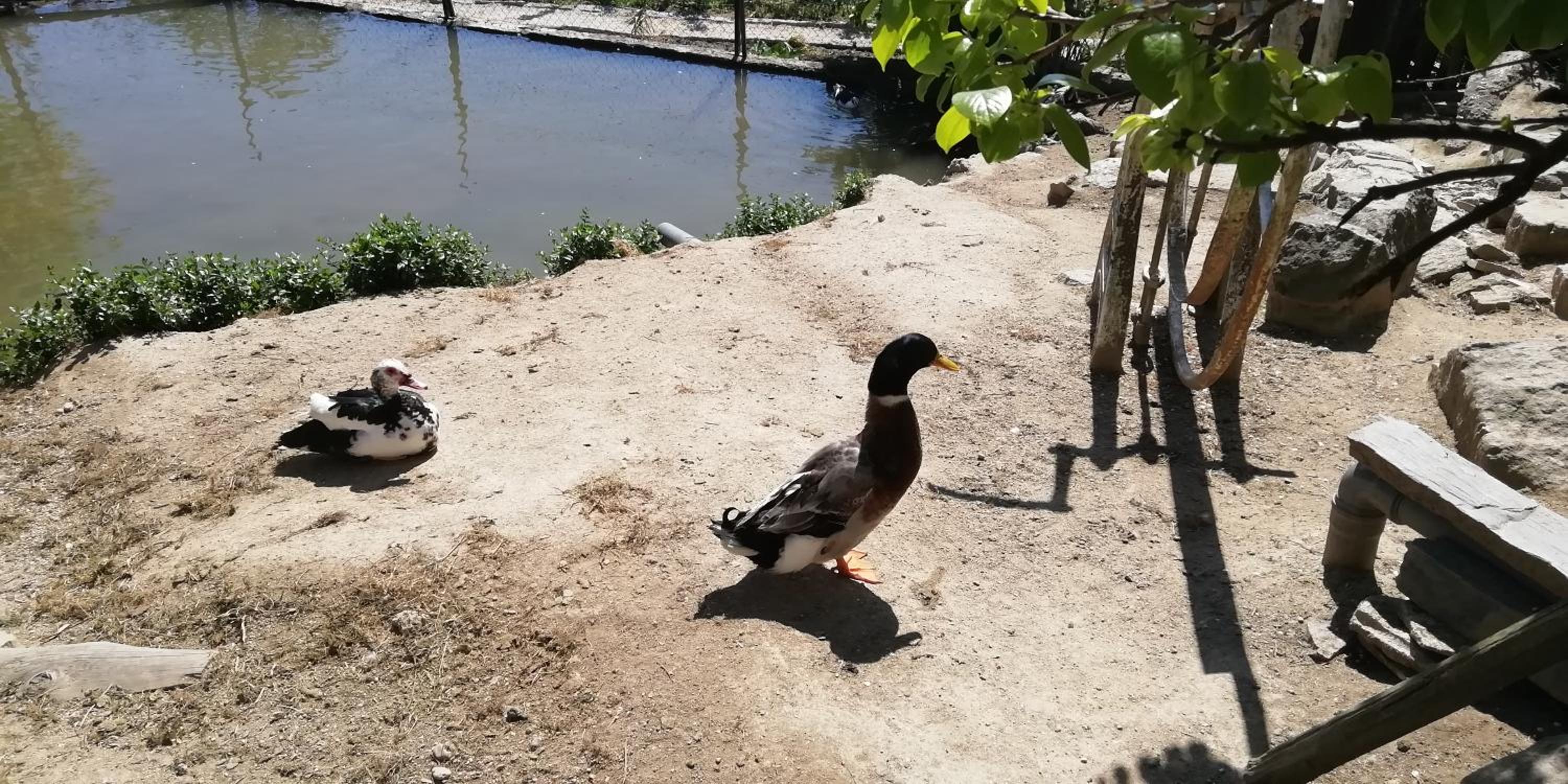 Photo 18