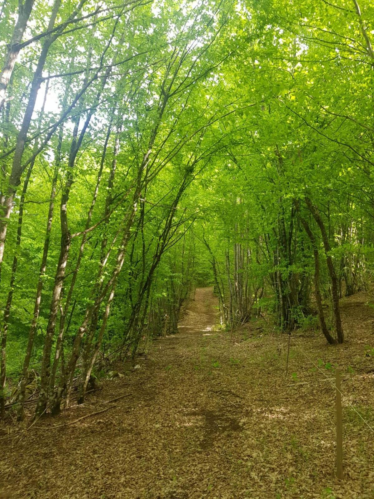 Photo 44