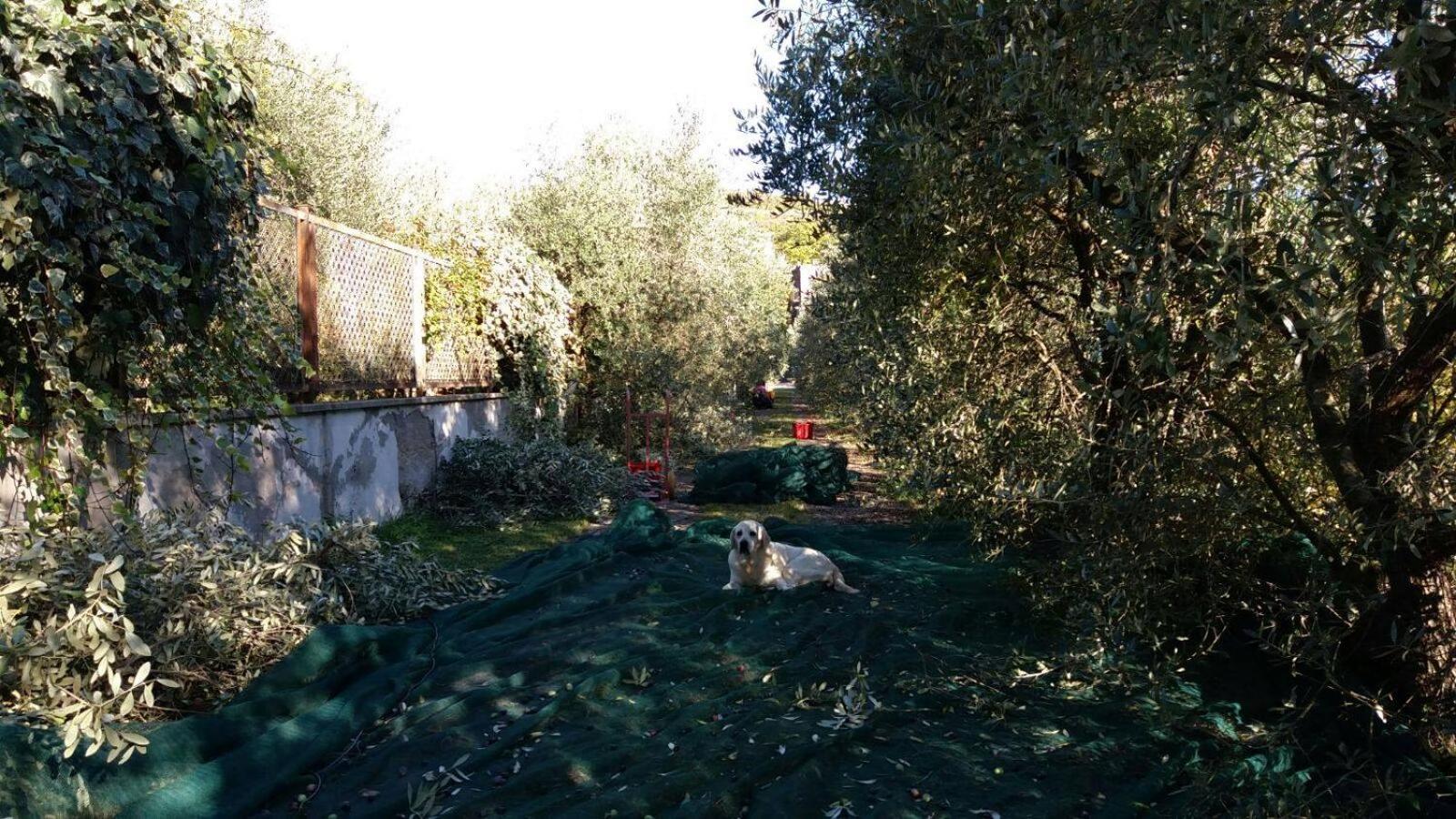 B&B La Grola photo 4