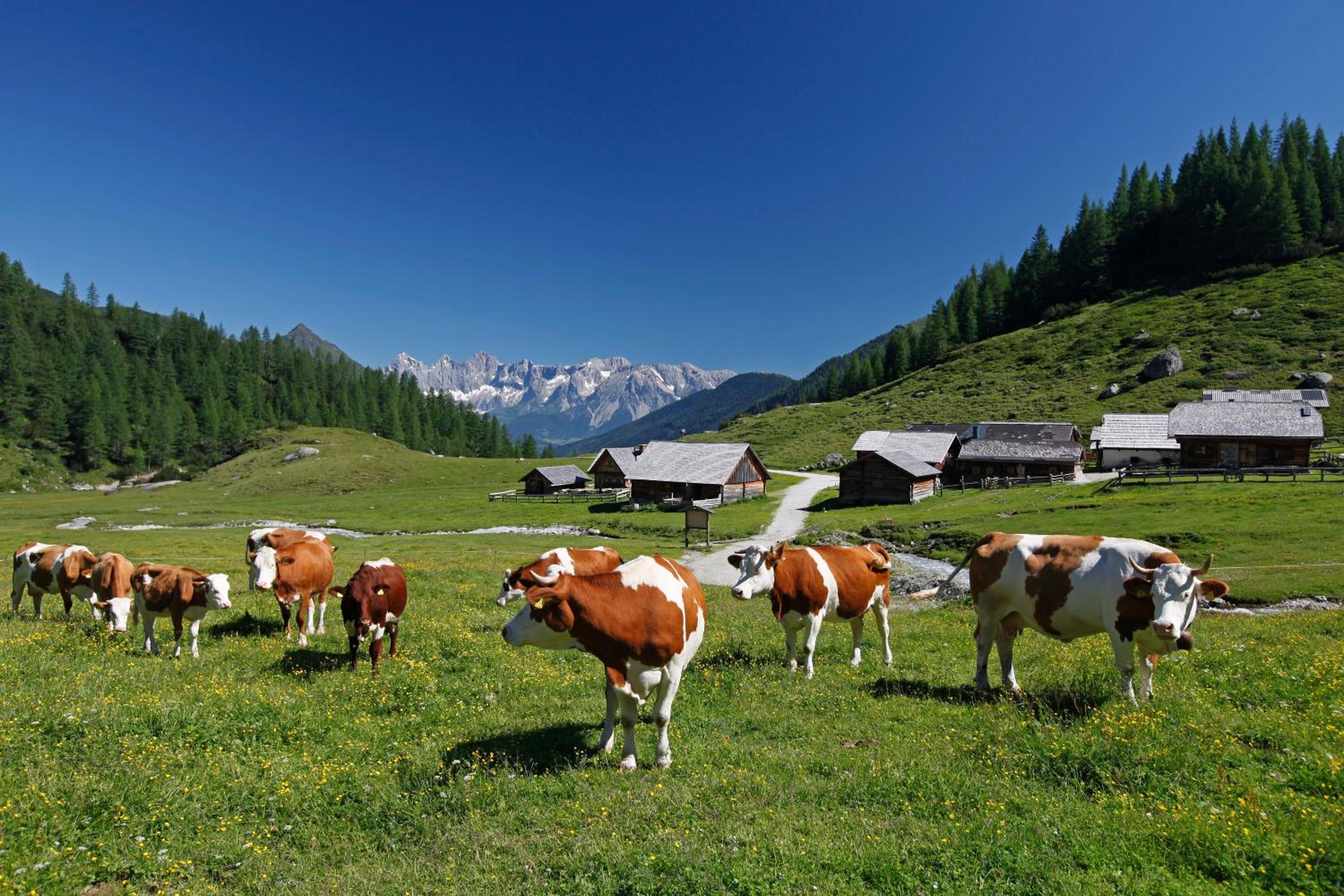 Schieplechnerhof