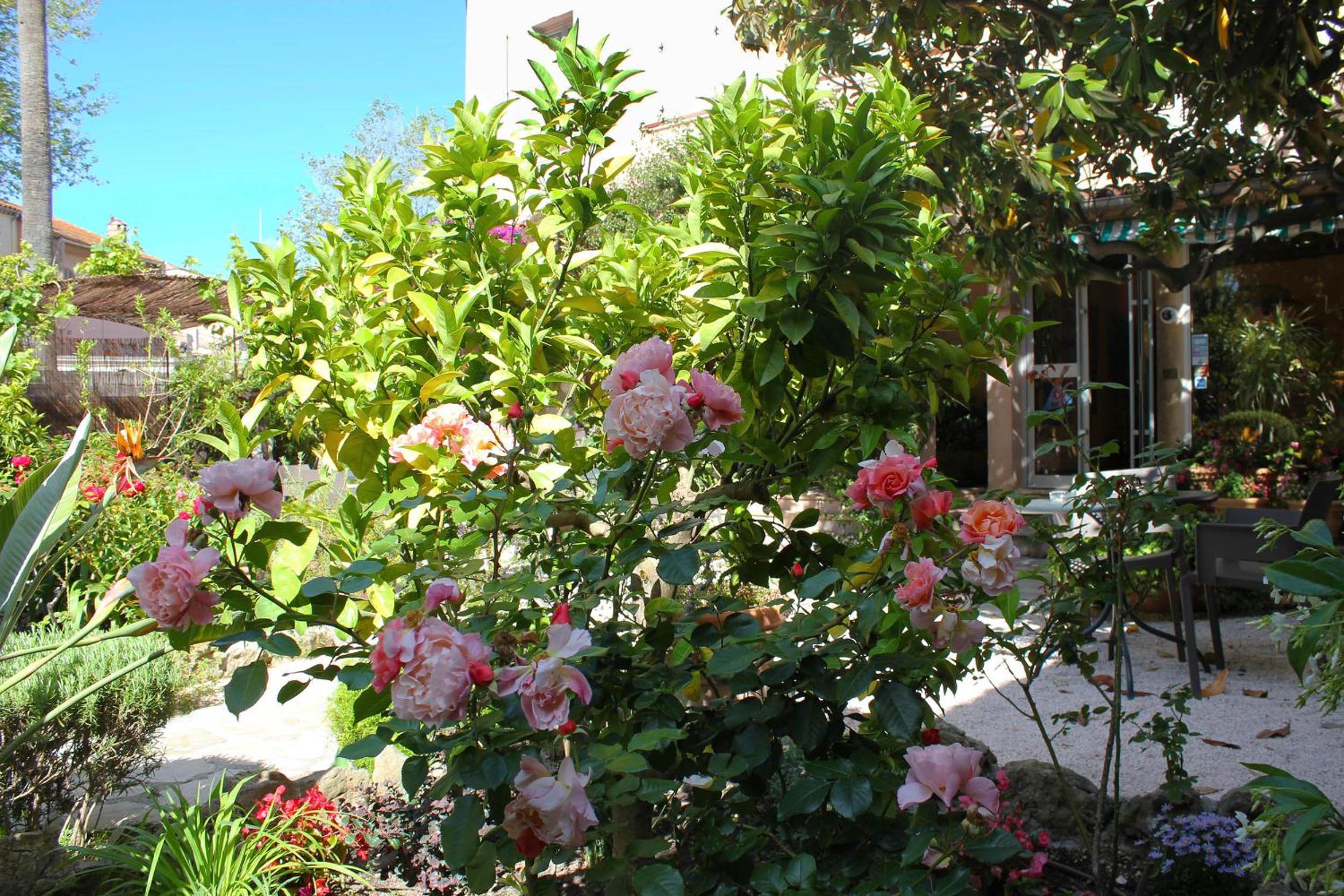 Hôtel Les Palmiers, photo 8