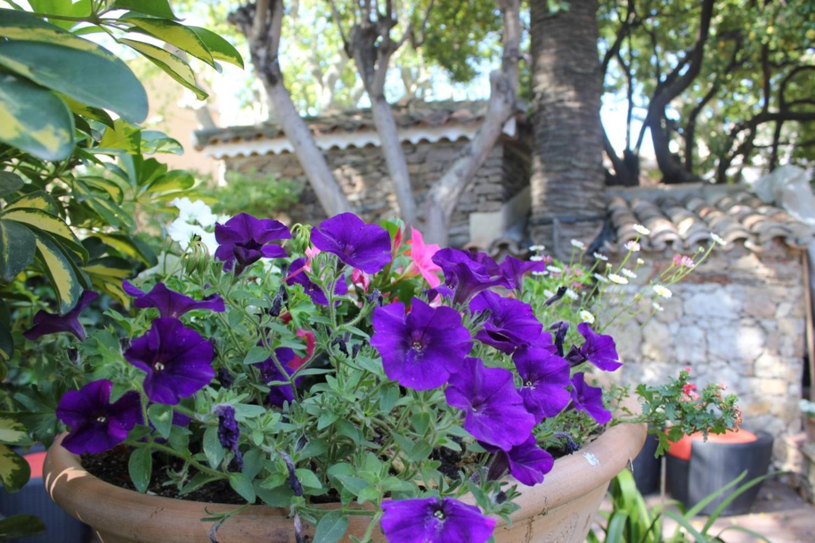 Hôtel Les Palmiers, photo 31