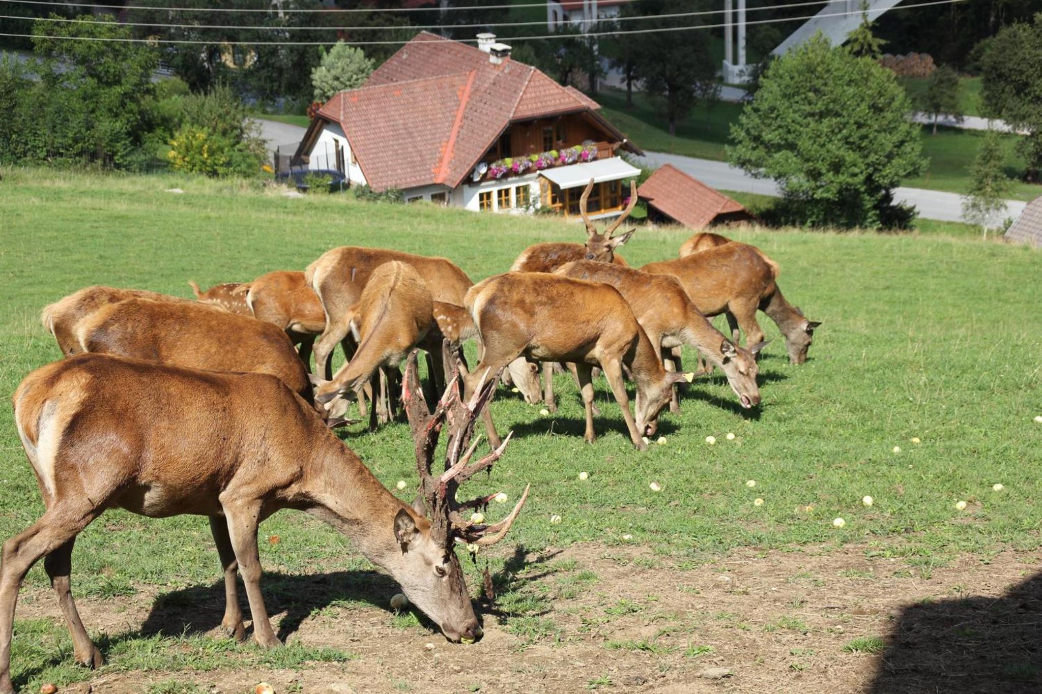 Gästehof Annerl