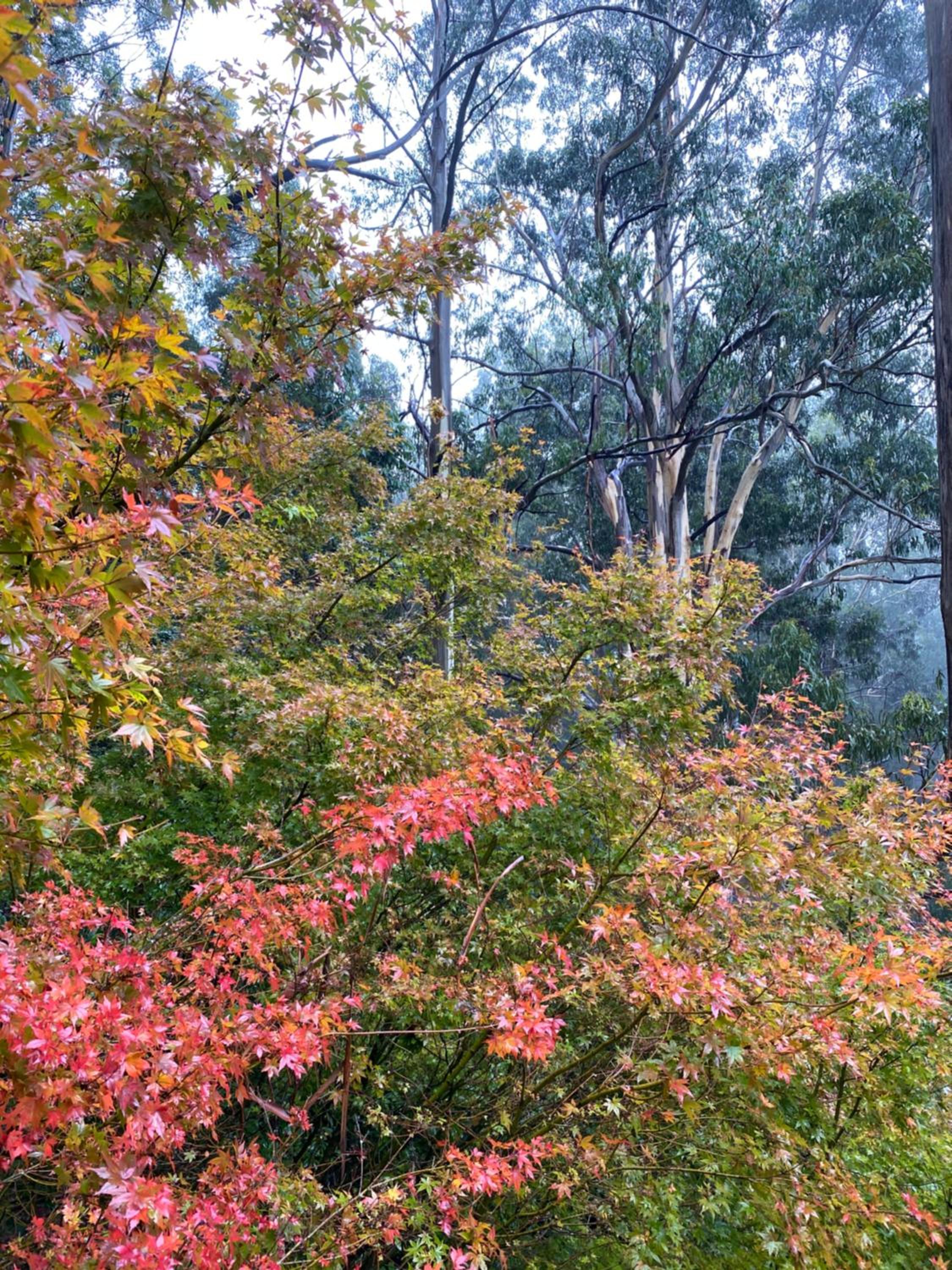 Wild Orchid Olinda Private Luxury Cottage