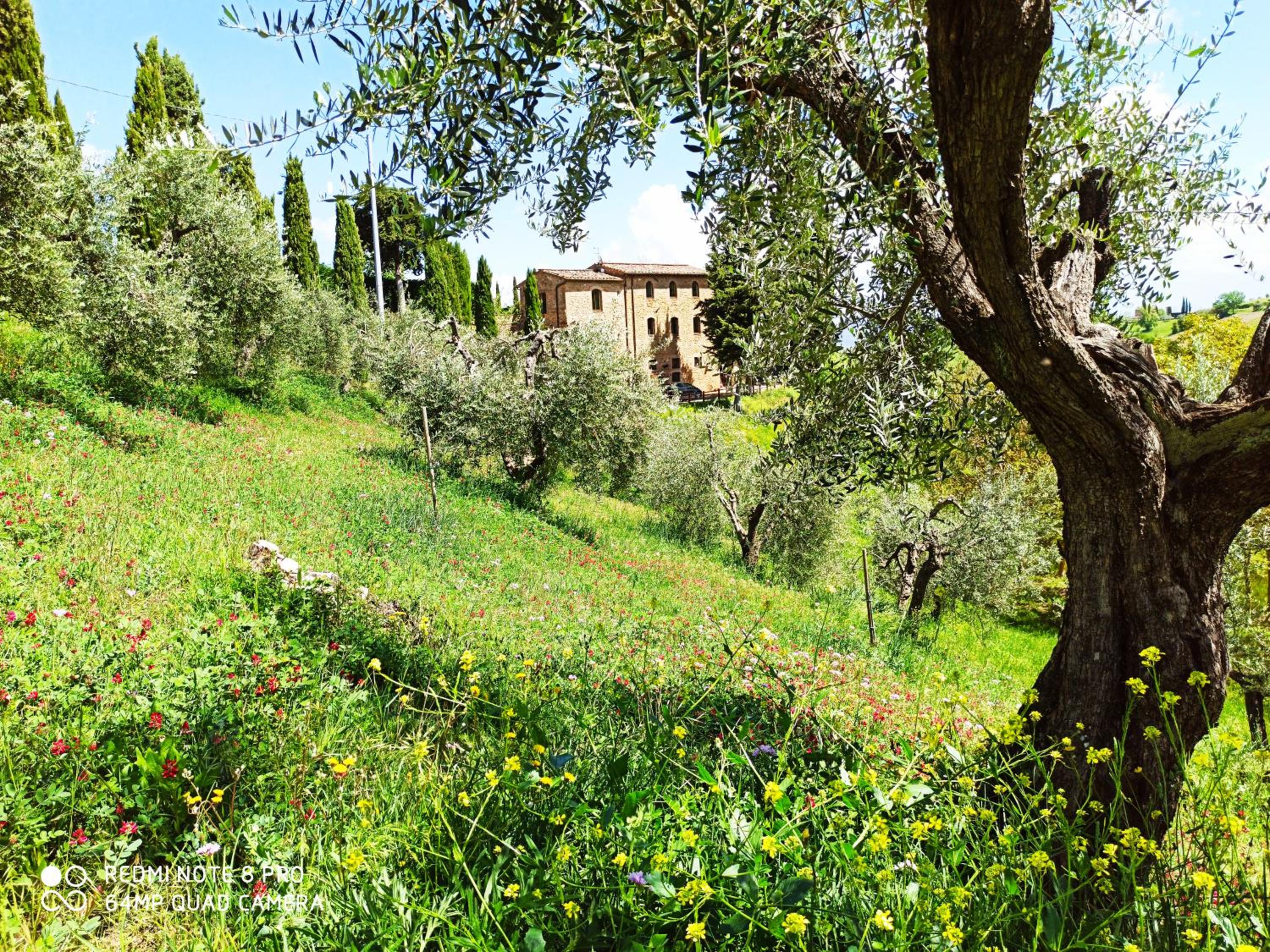 Rocca degli Olivi