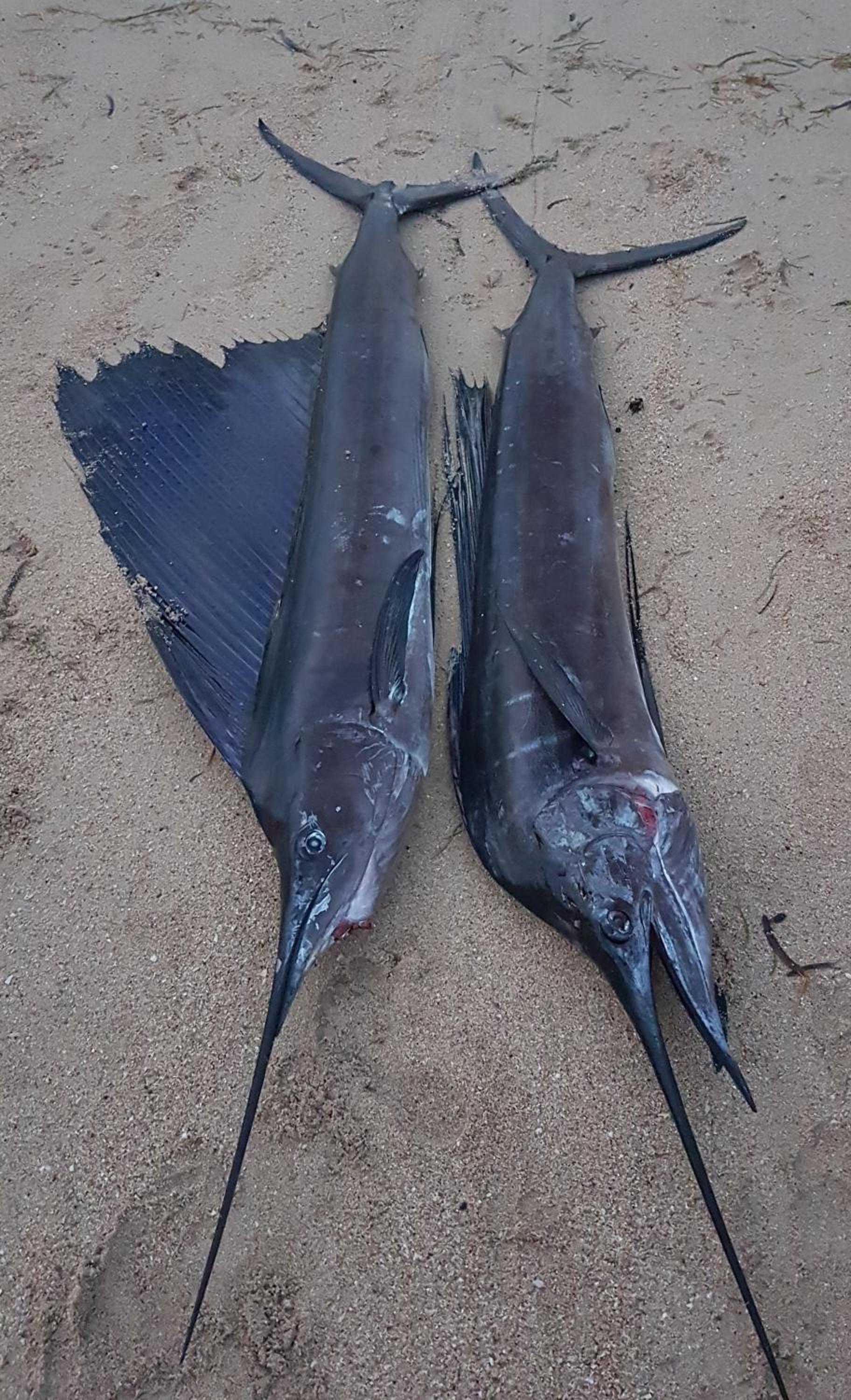 Sea View Lodge photo 5