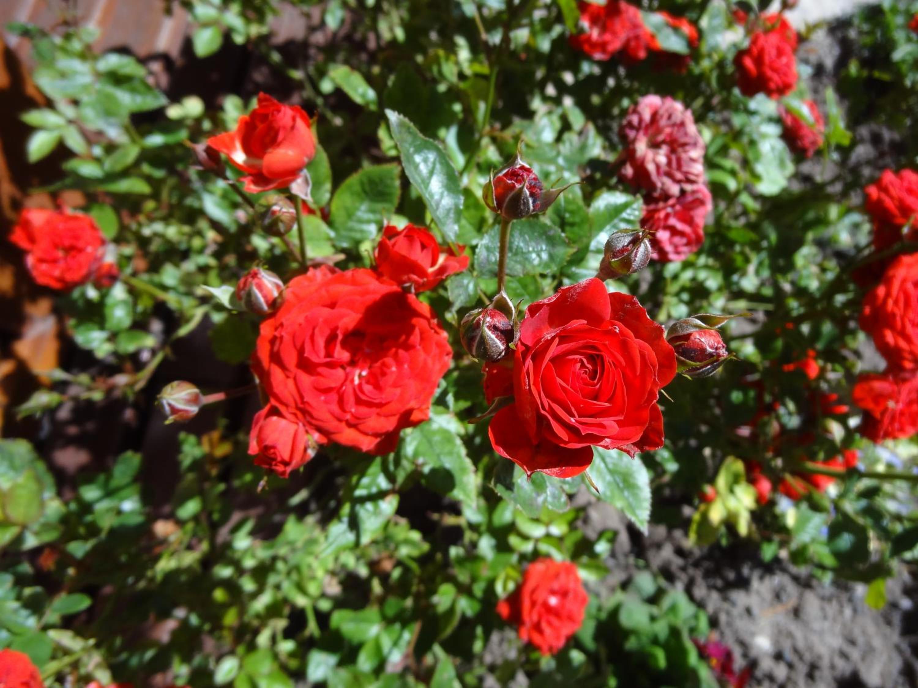 Cabañas de Nené Aparts