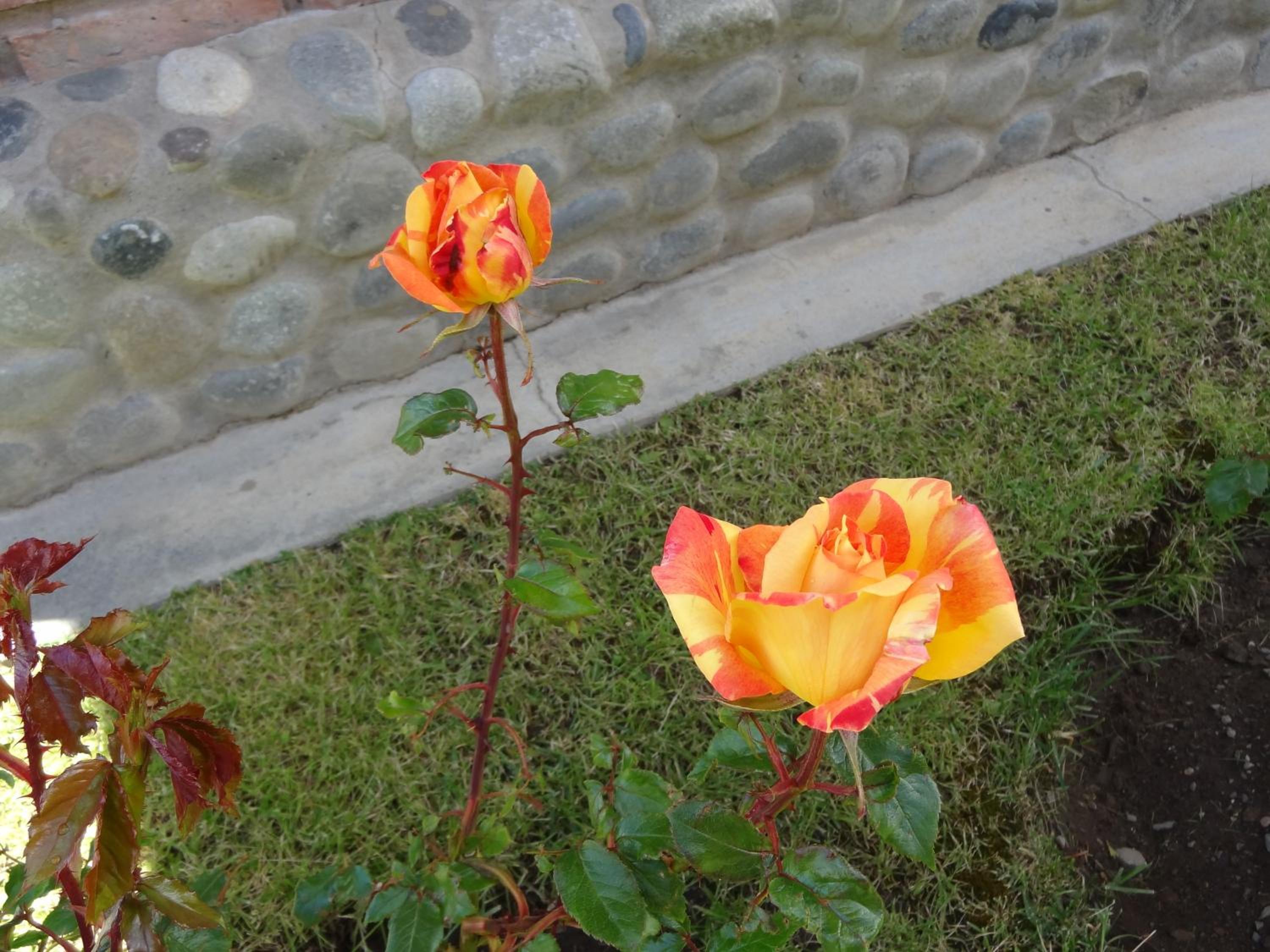 Cabañas de Nené Aparts