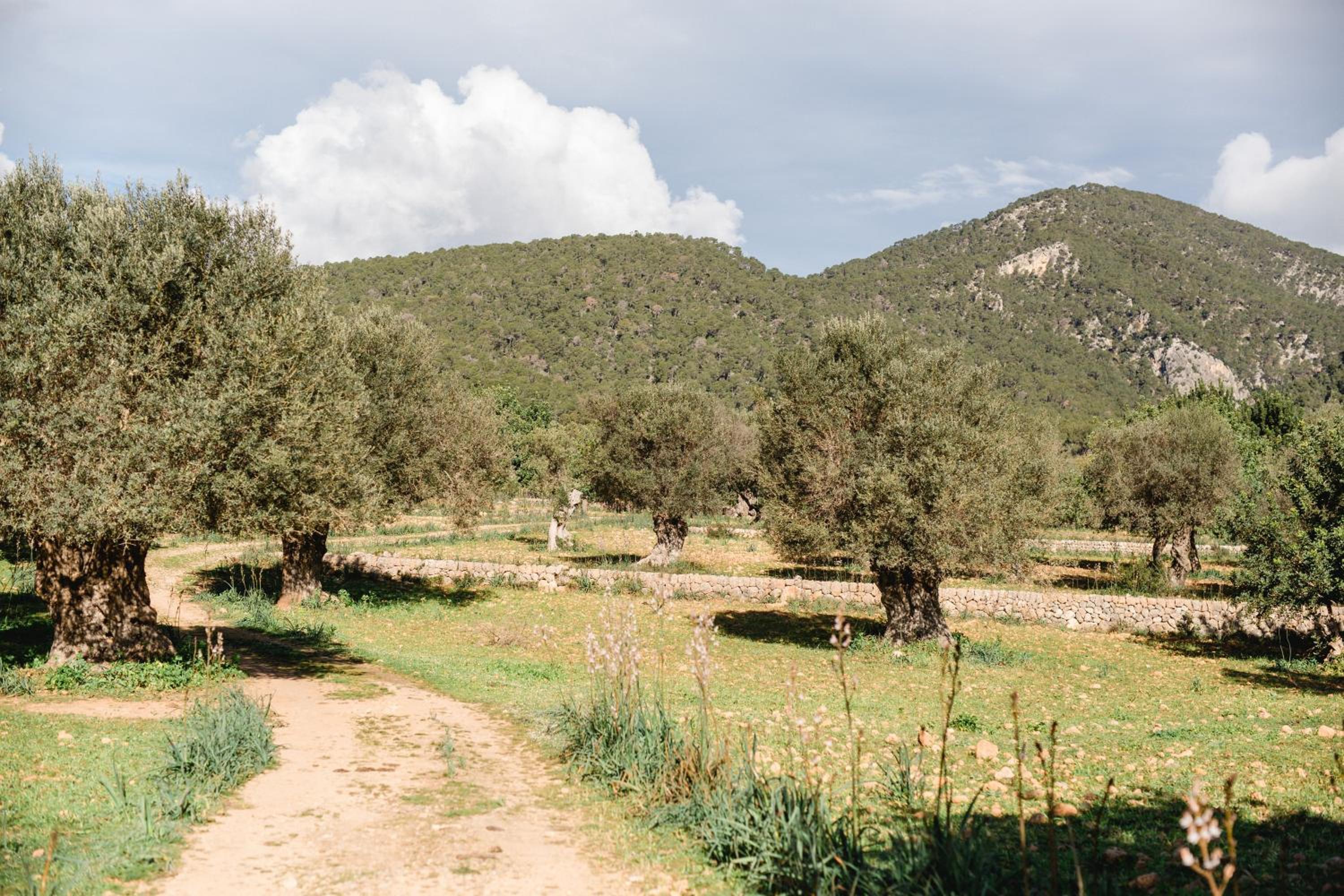 Finca Es Cabàs