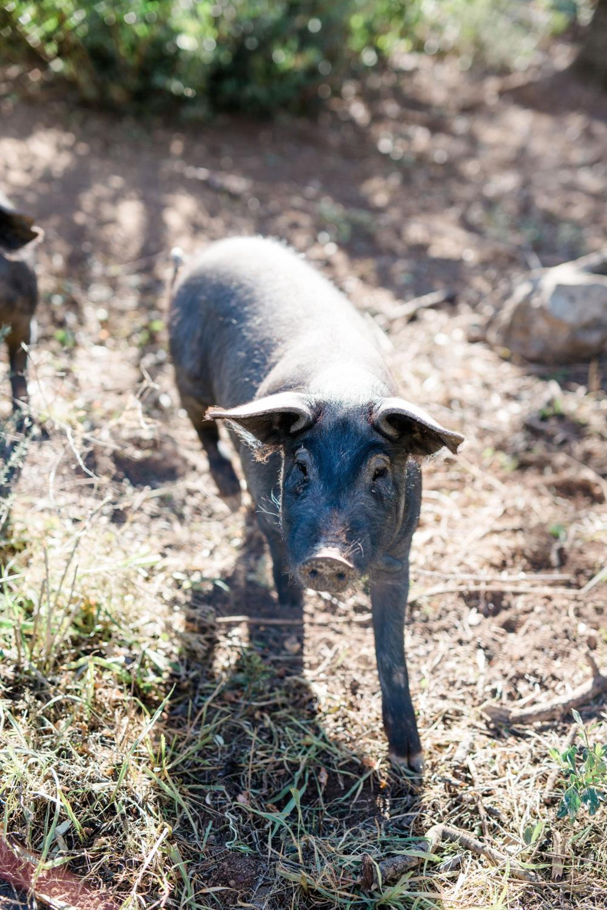 Finca Es Cabàs