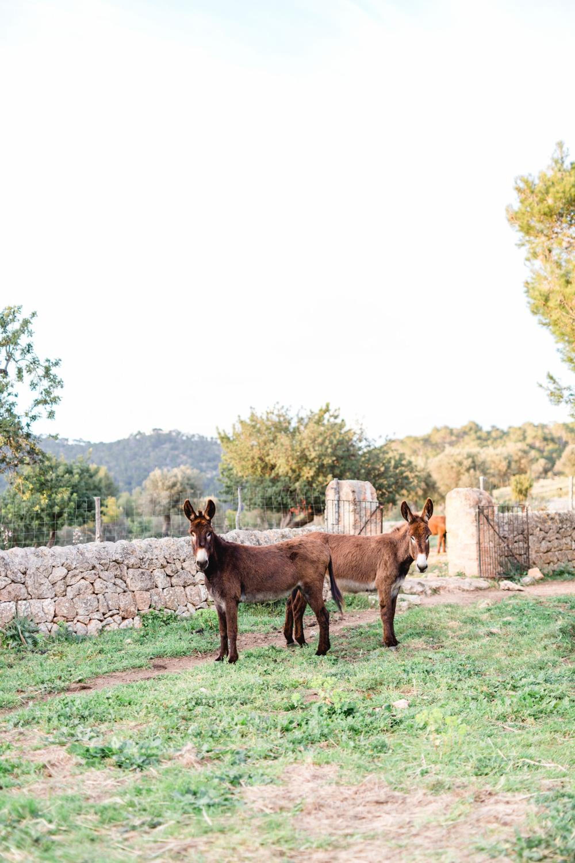 Finca Es Cabàs