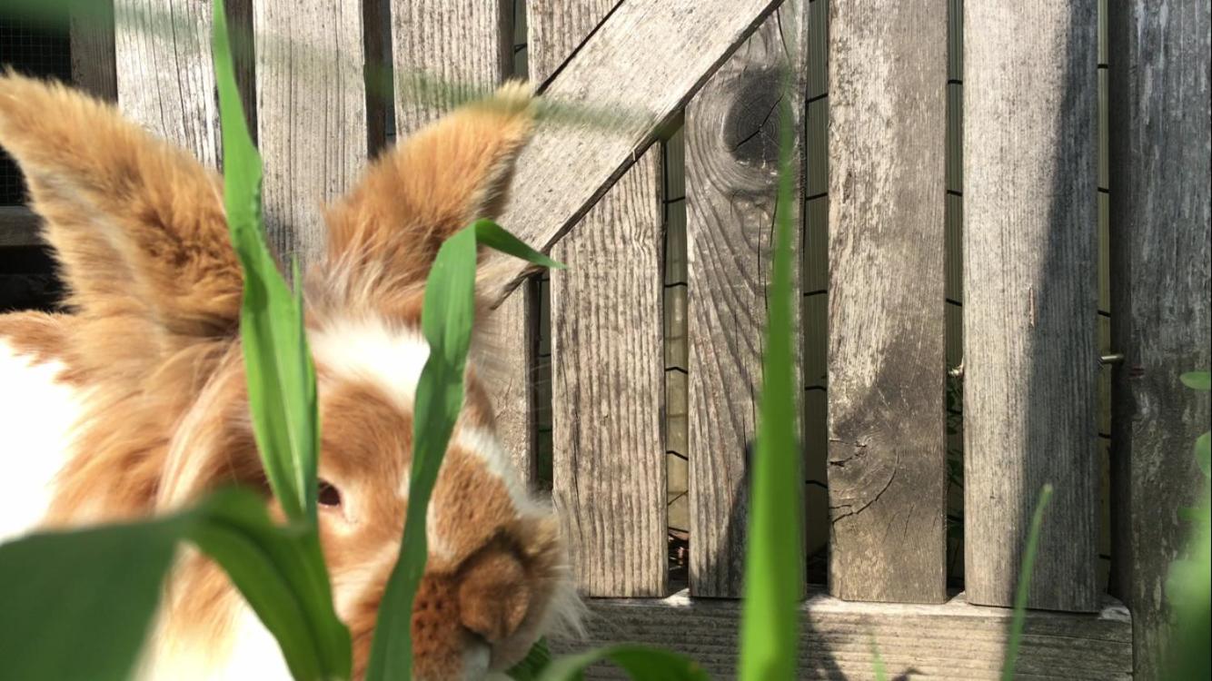 Ferienwohnungen St. Michael photo 4