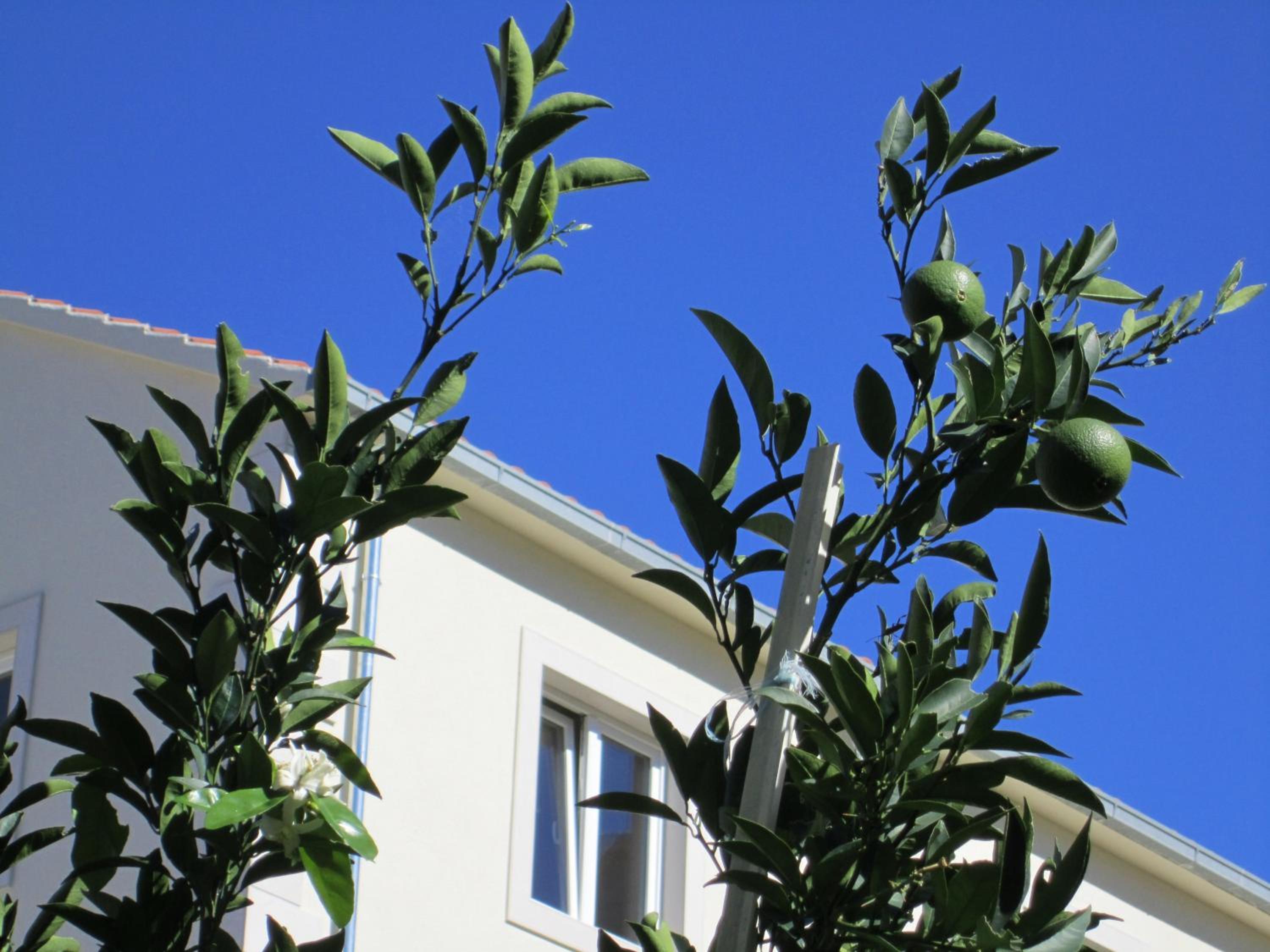 Apartments Nives