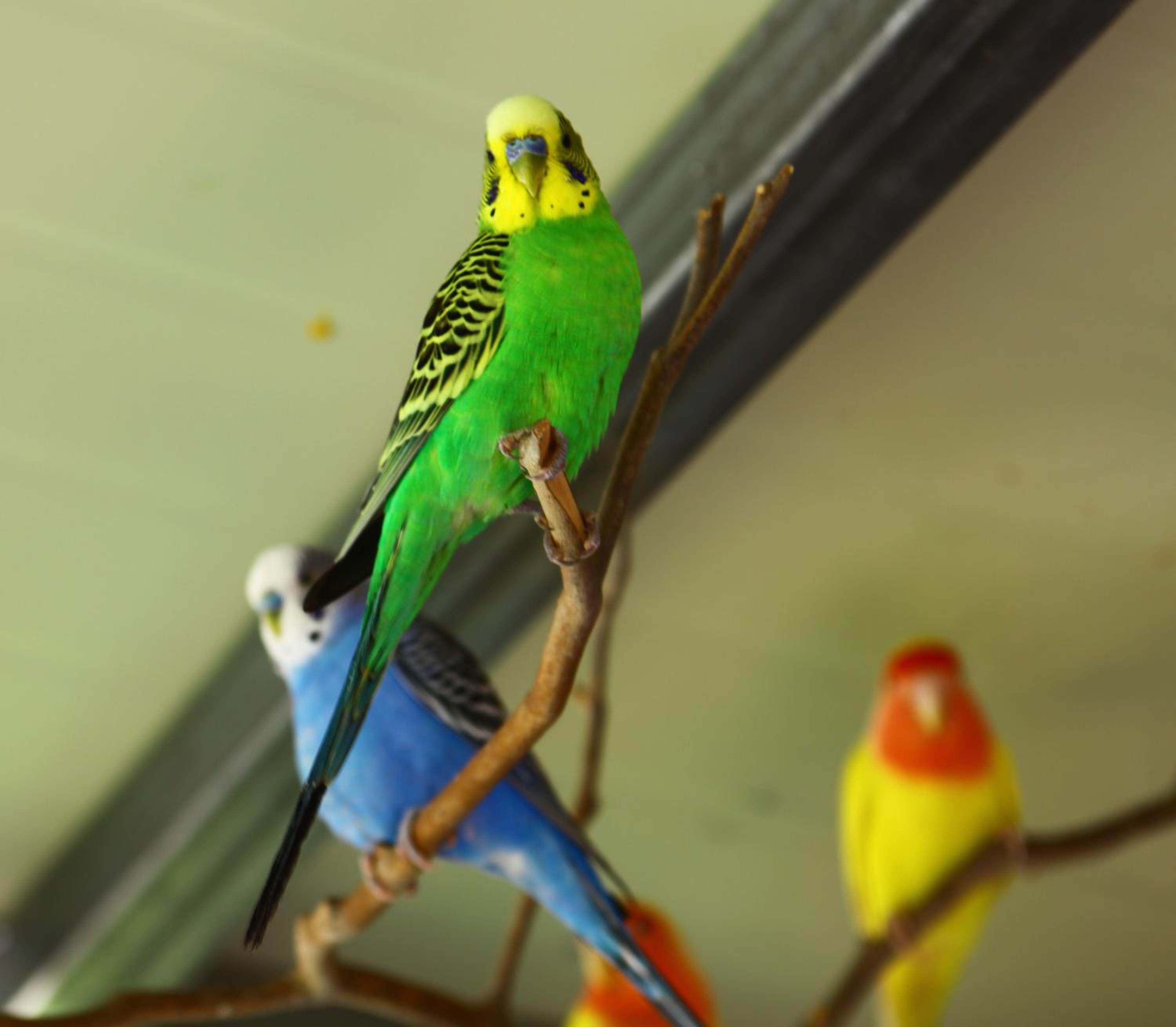 Forest of Color Pension