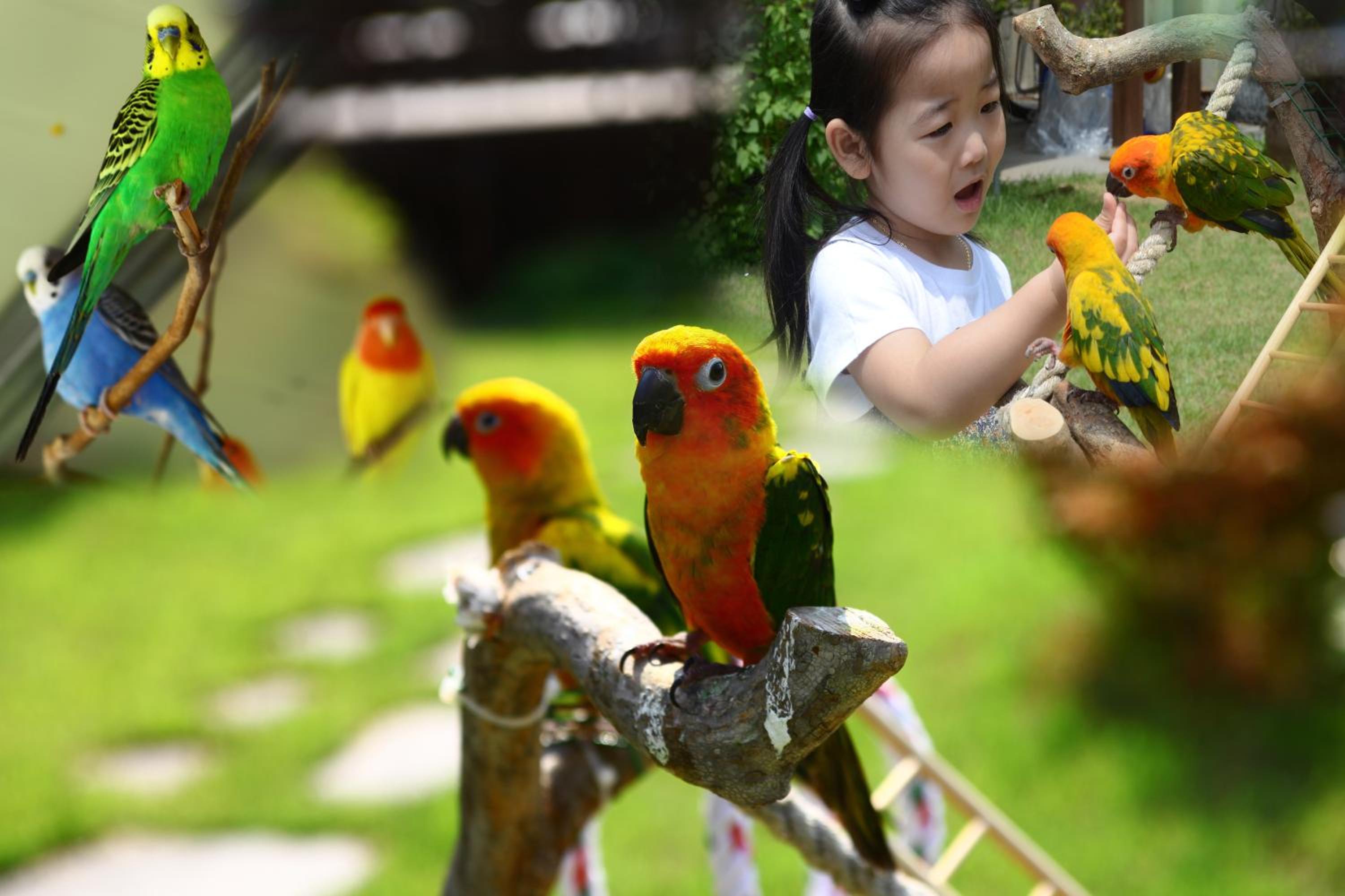 Forest of Color Pension