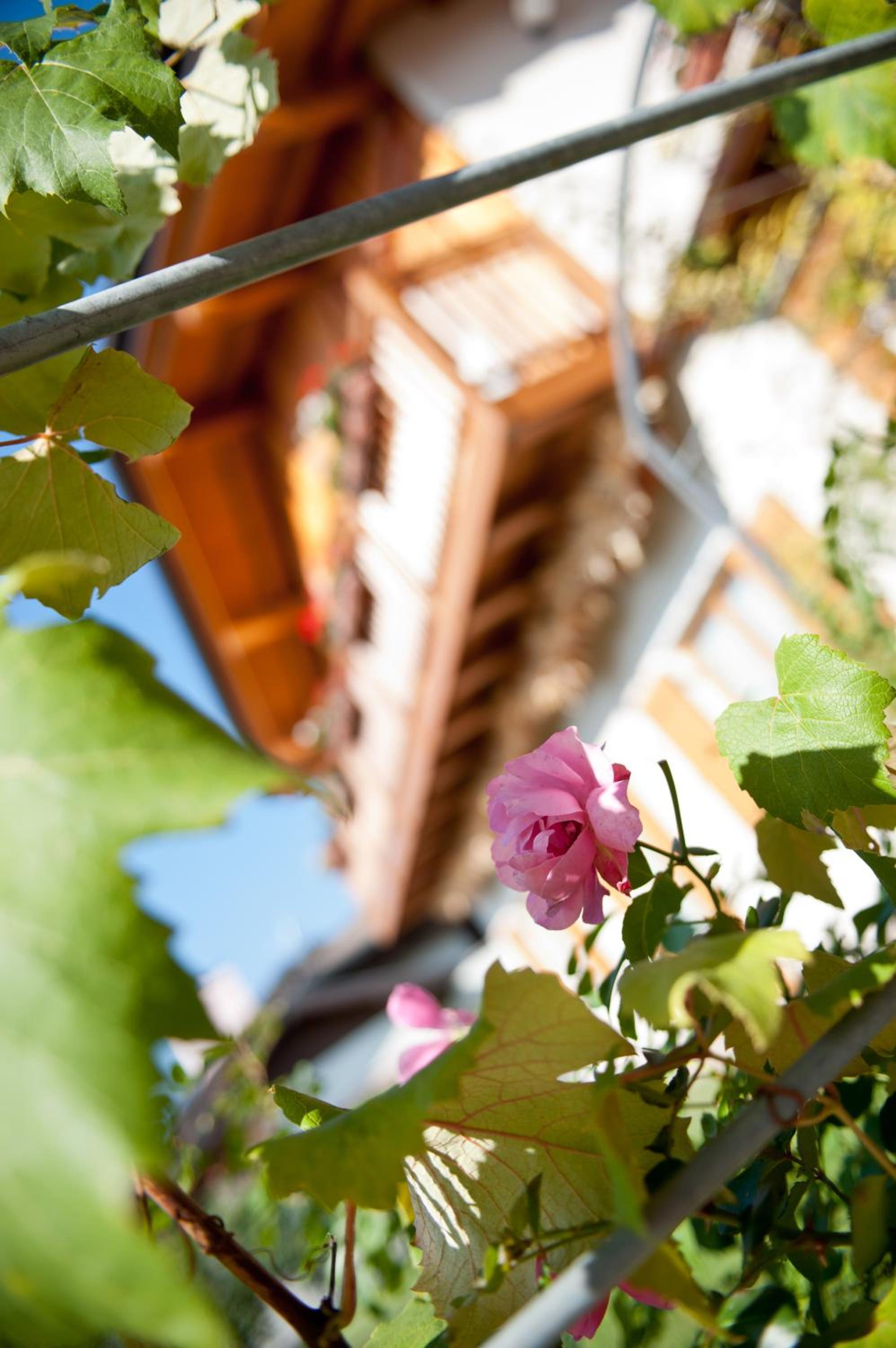Agritur Renetta