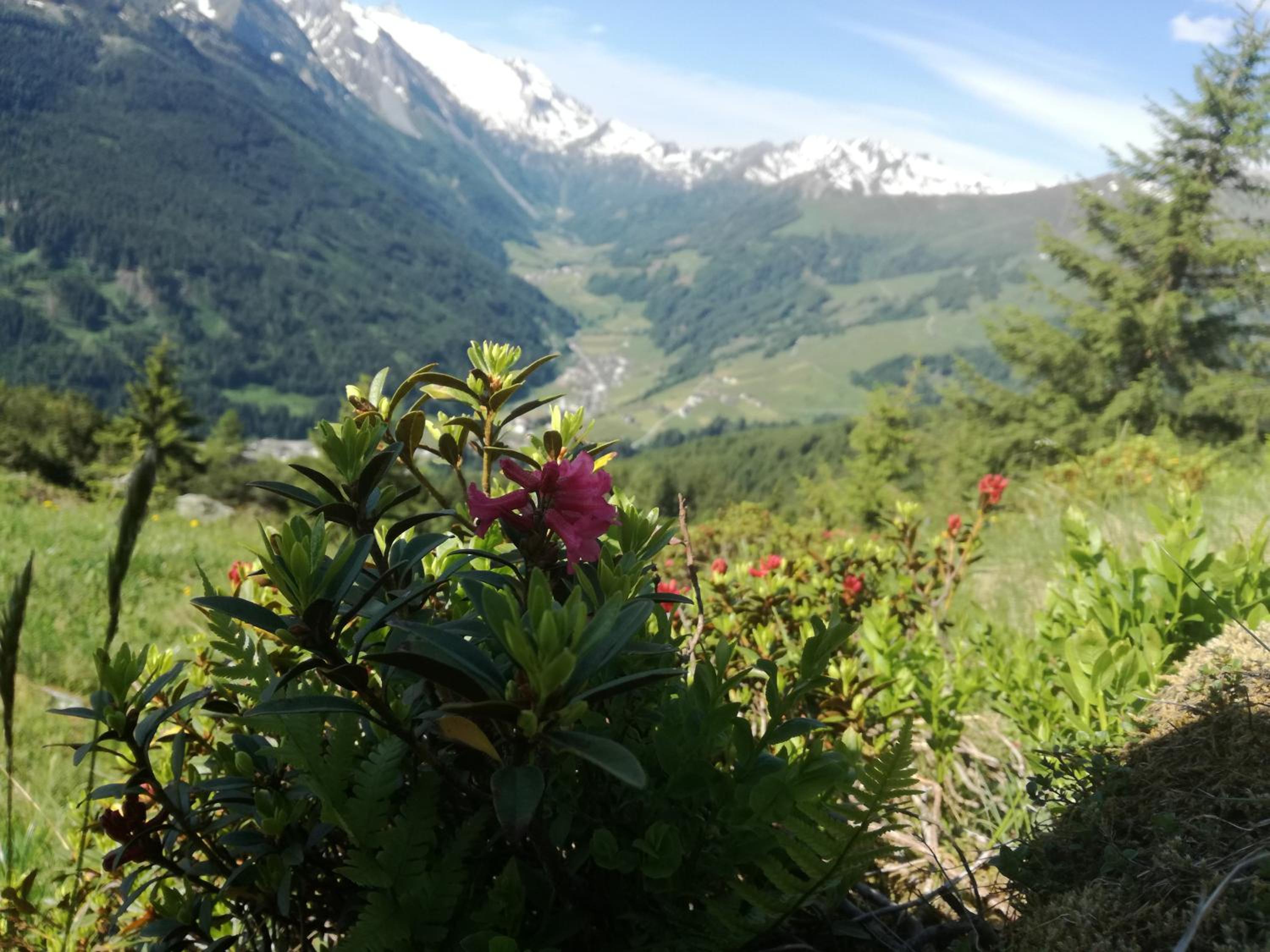 Himmenhof