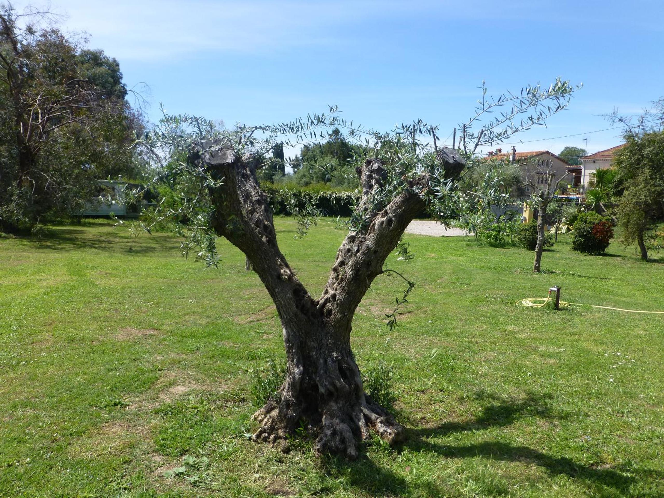 Chambre d'hôtes "La Bastide des Eucalyptus" view 2