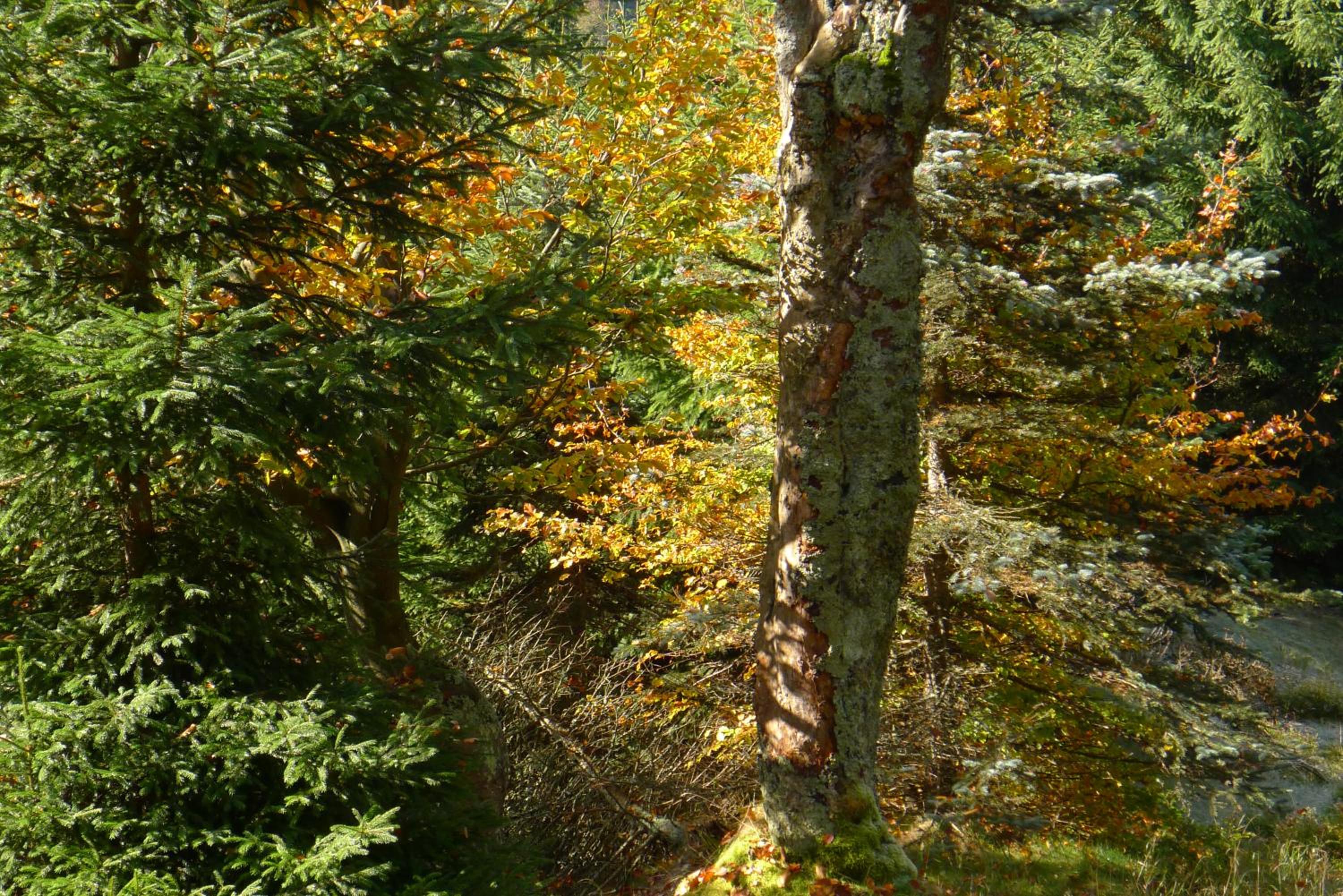 Photo 49