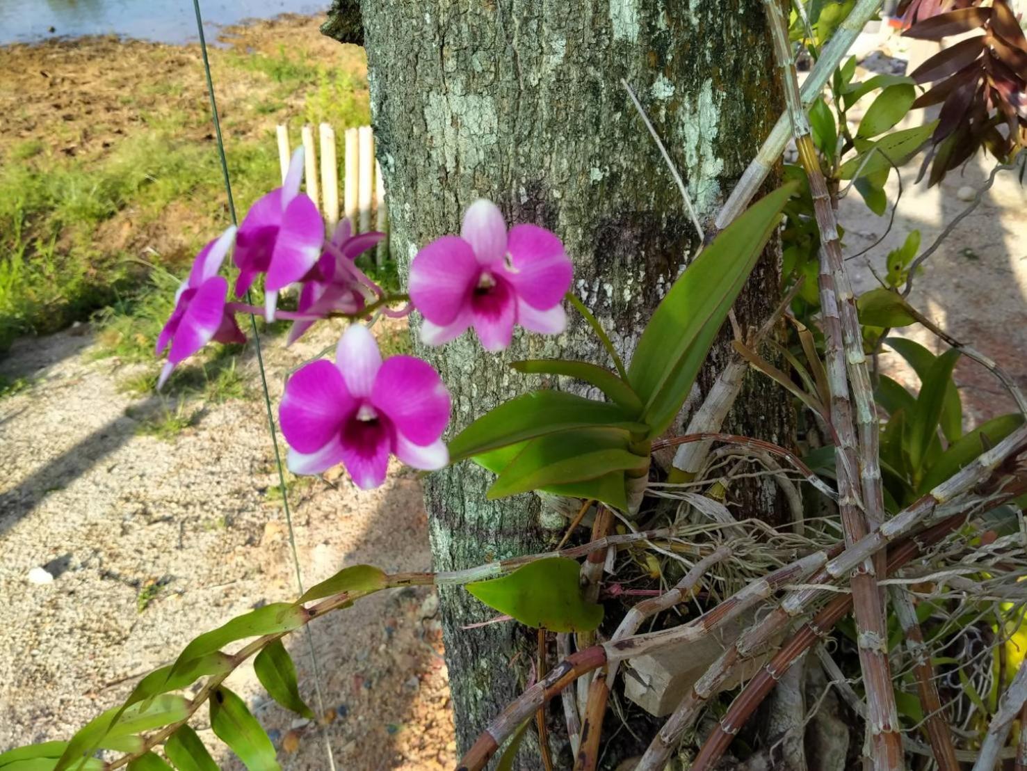 Khum Thong Resort view 3
