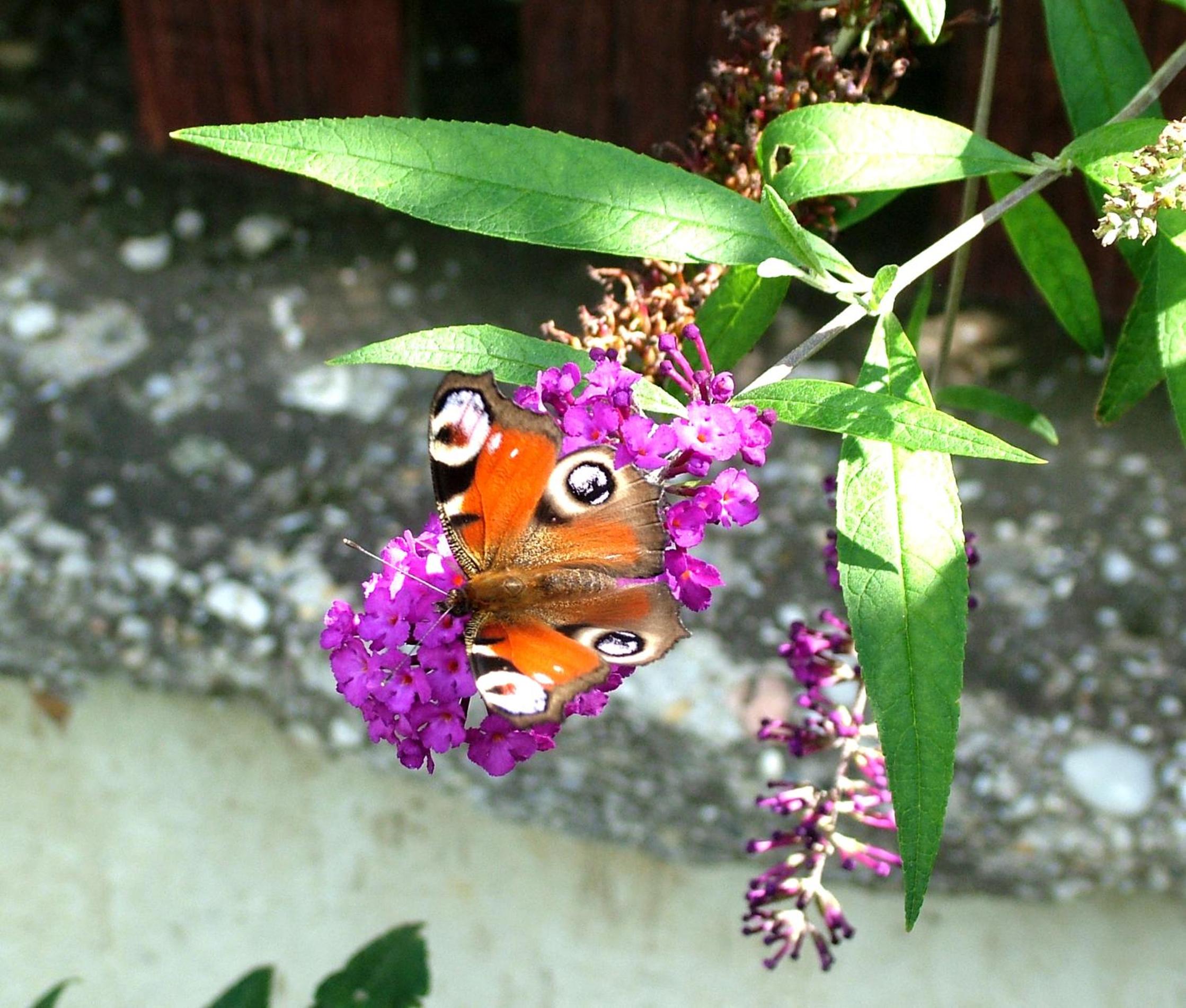 Photo 27