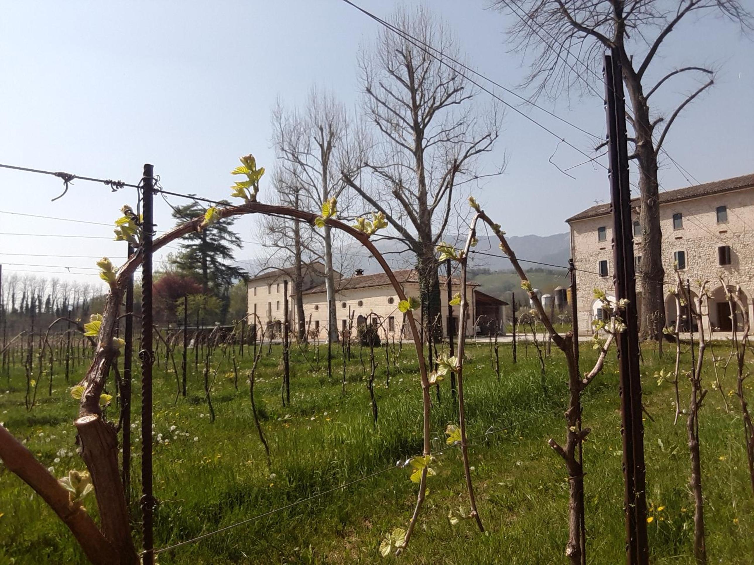 Agriturismo La Bella view 5